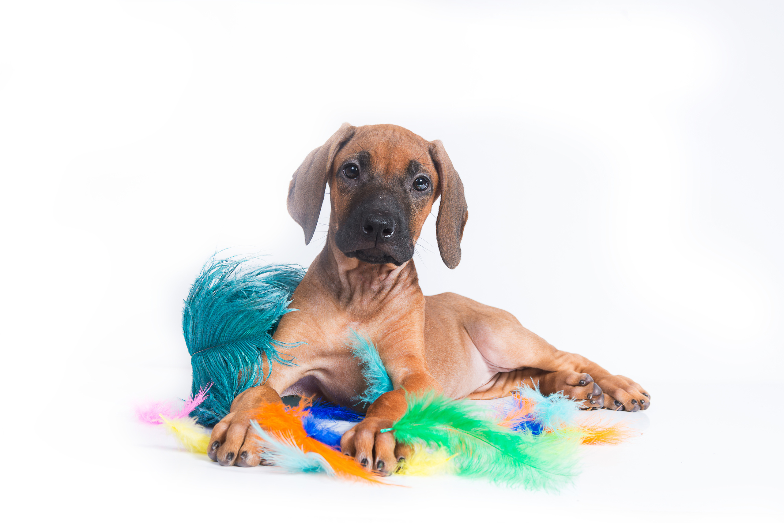 Родезийский риджбек (щенки). Фотограф-анималист Наталья Светличная