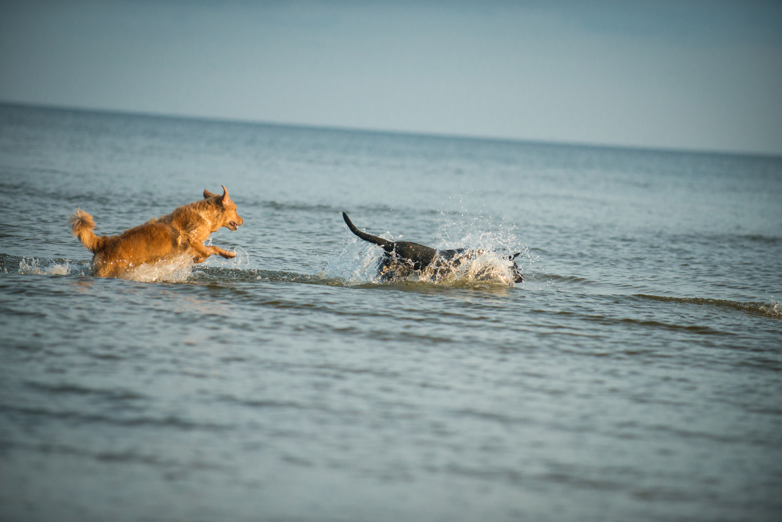 Эстония 2019. Фотограф-анималист Наталья Светличная