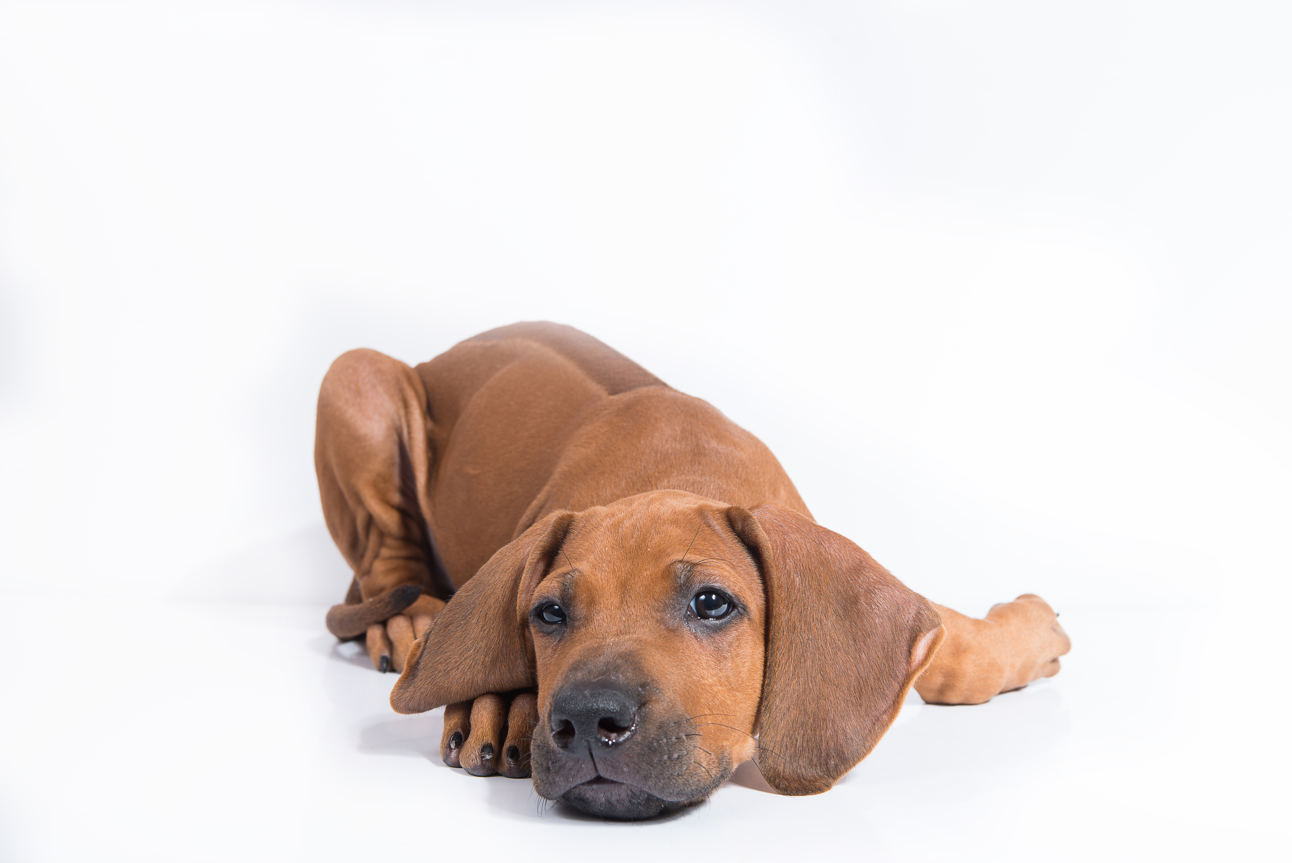 Родезийский риджбек (щенки). Фотограф-анималист Наталья Светличная