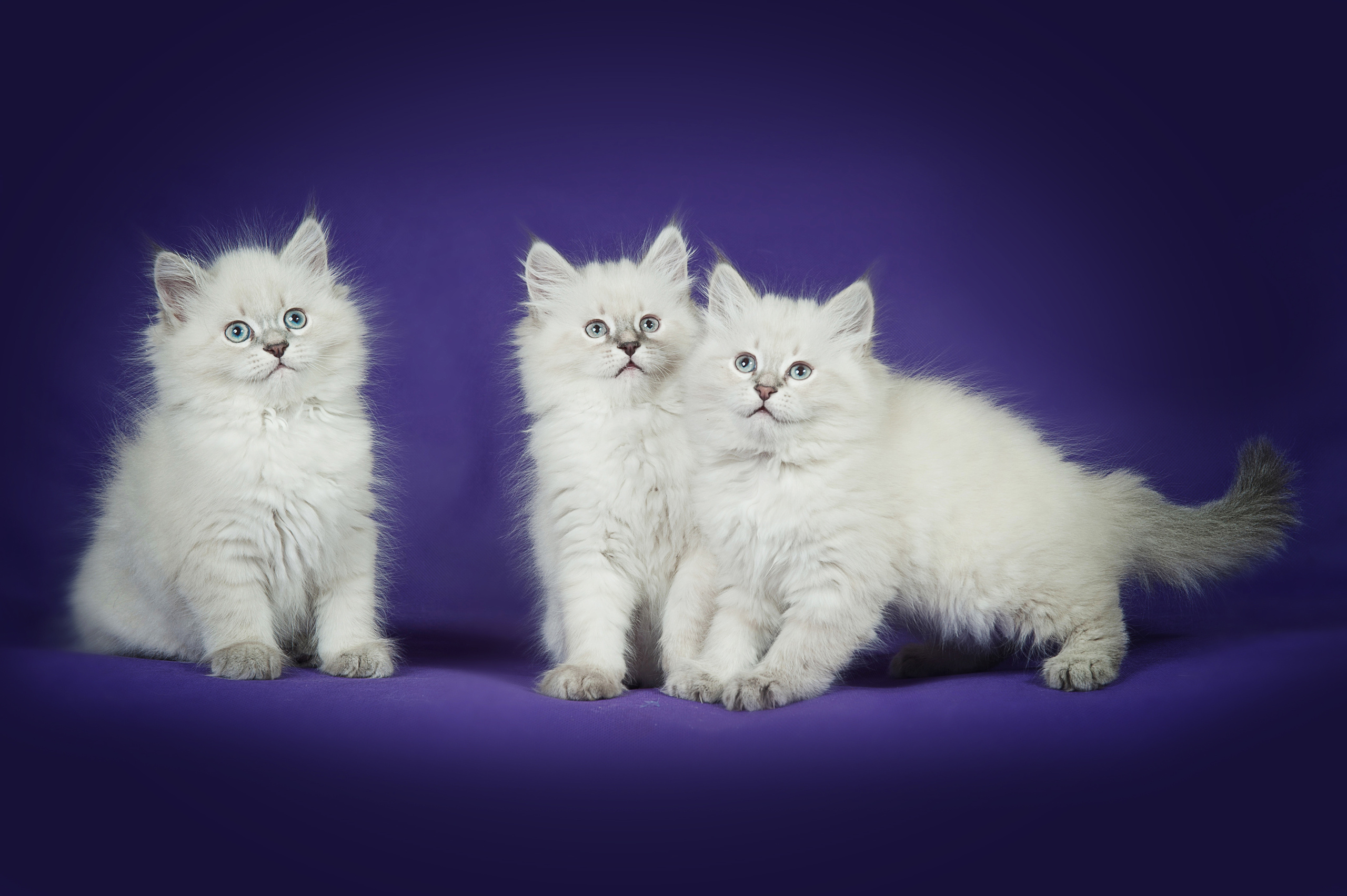 Невская маскарадная (котята). Фотограф-анималист Наталья Светличная