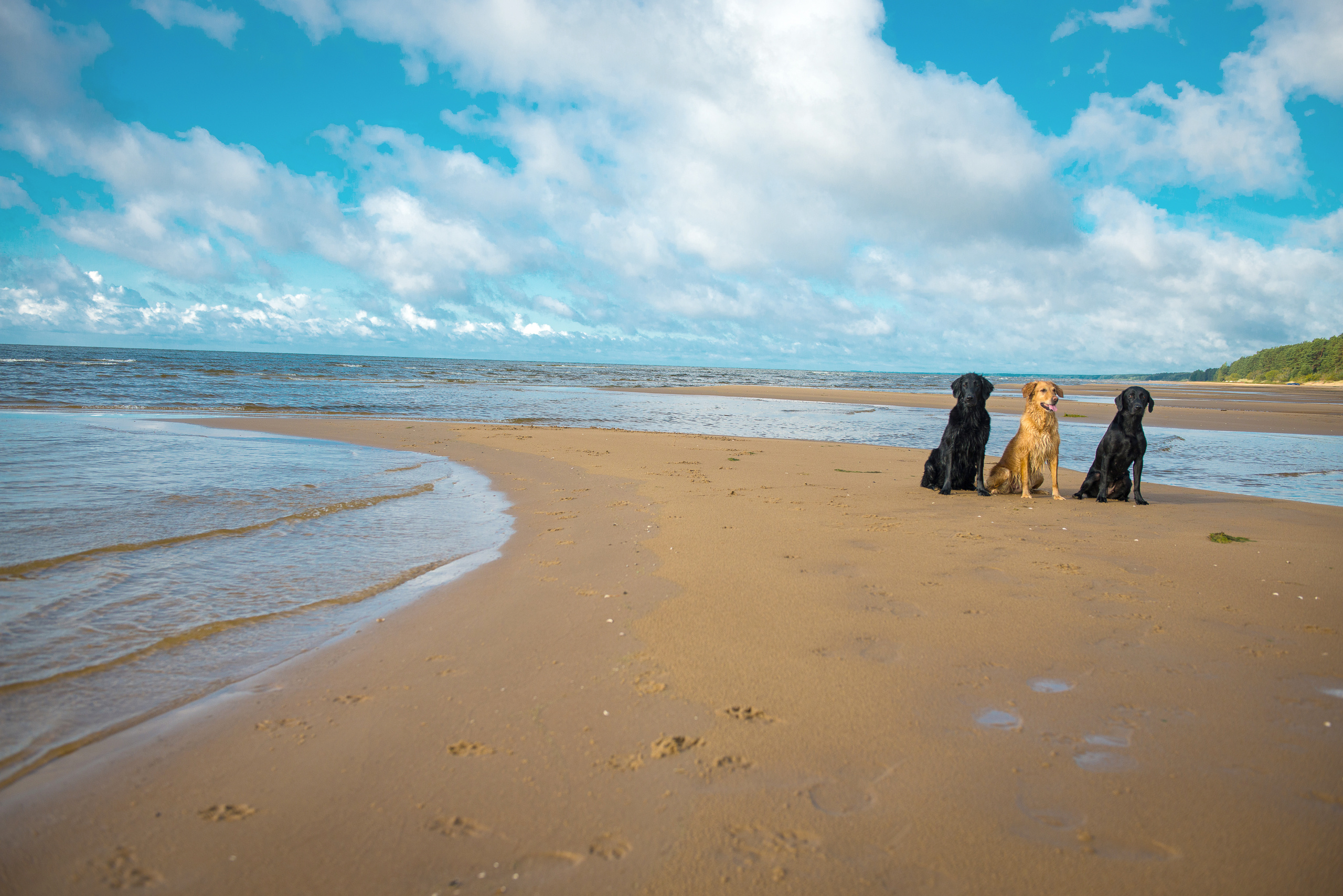 Эстония 2019. Фотограф-анималист Наталья Светличная
