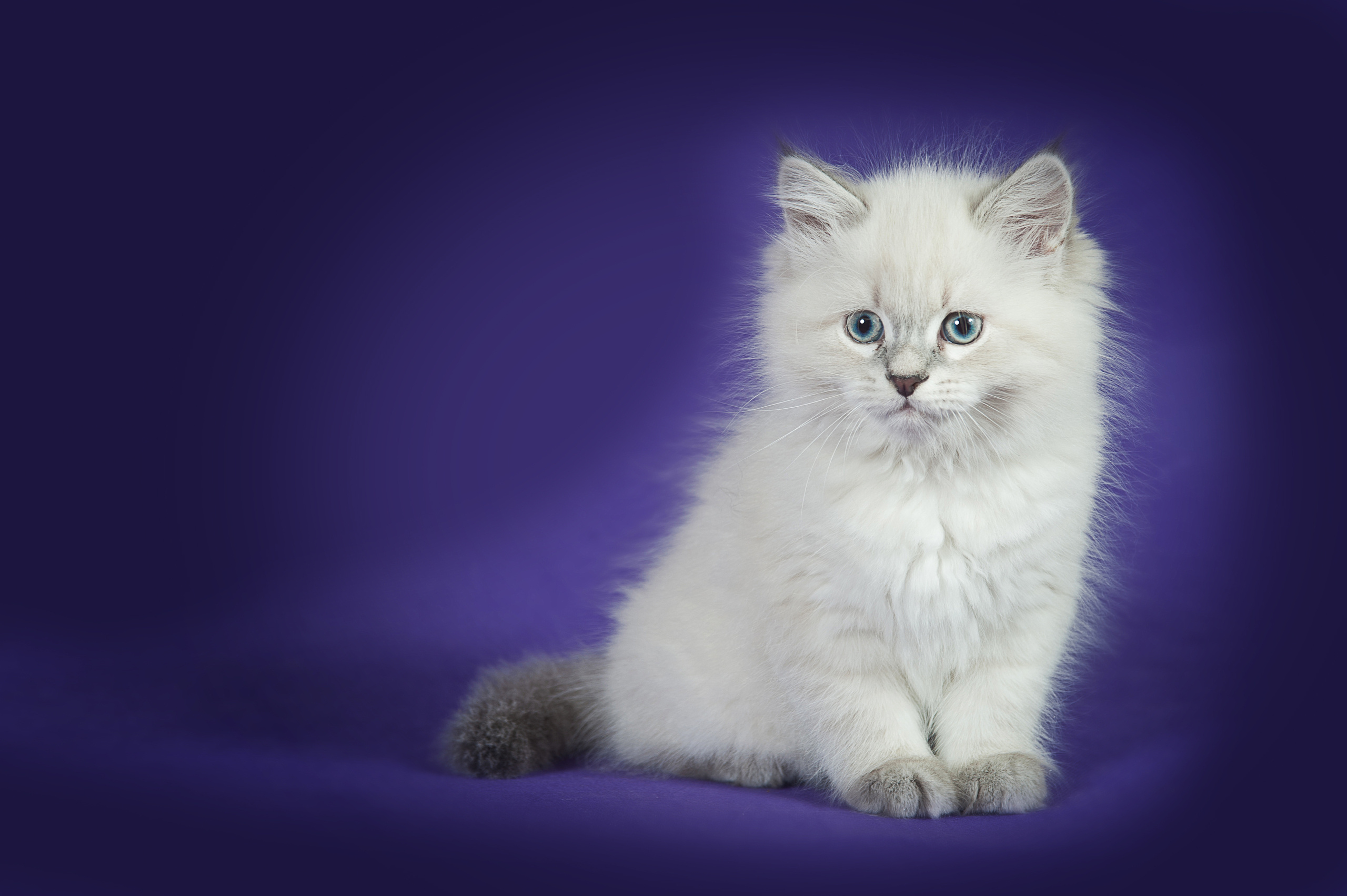 Невская маскарадная (котята). Фотограф-анималист Наталья Светличная