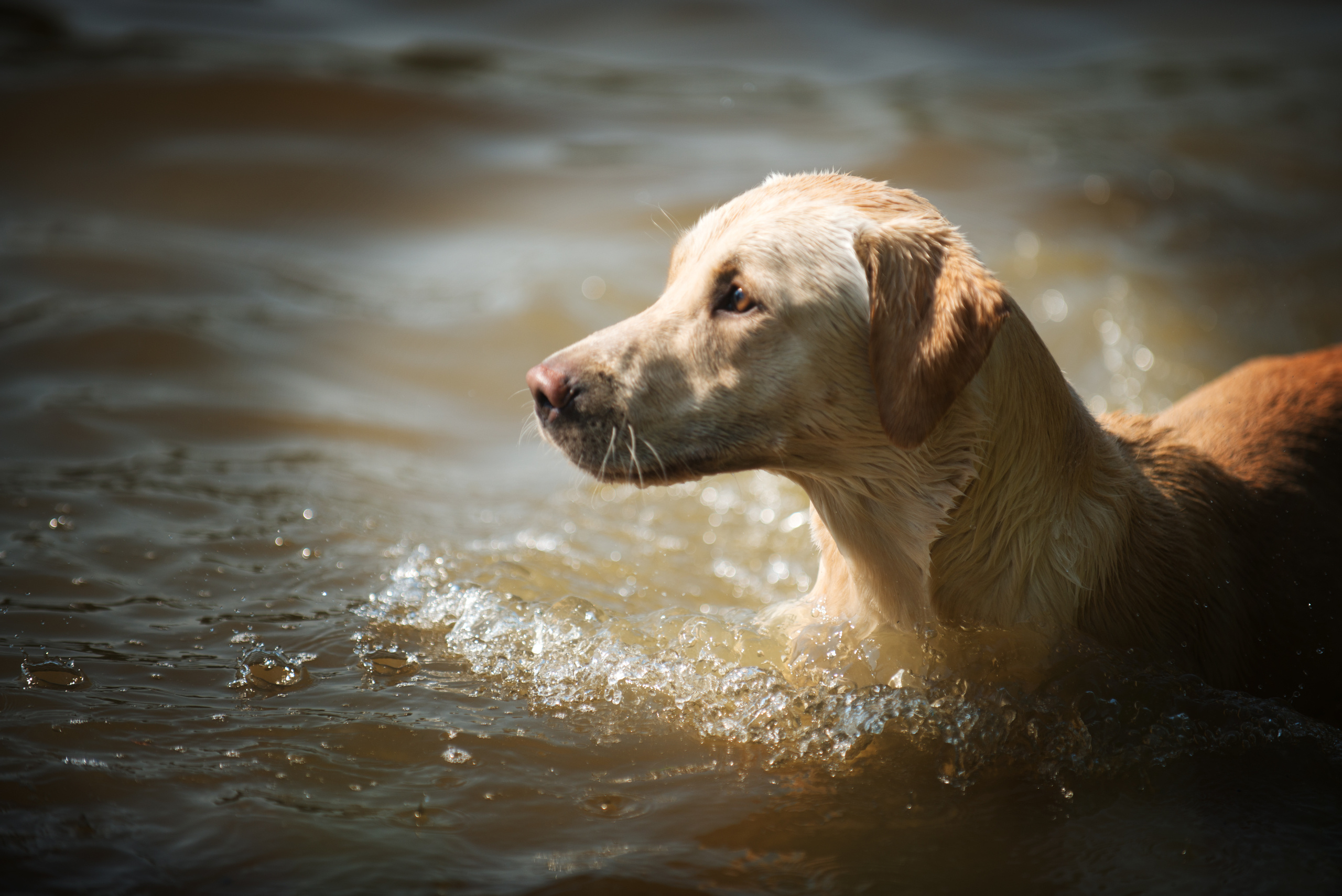 Венгрия-Чехия 2015. Фотограф-анималист Наталья Светличная