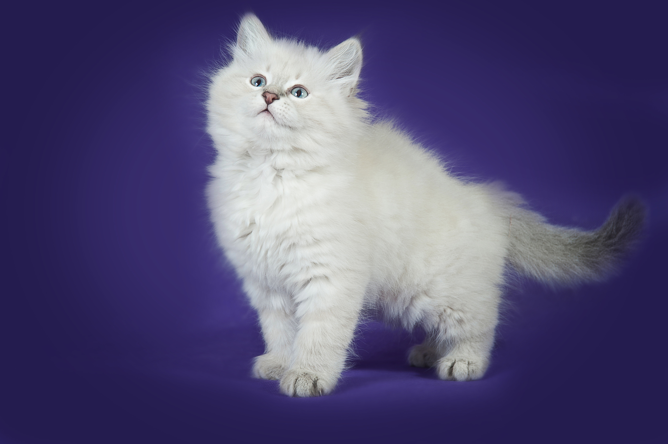 Невская маскарадная (котята). Фотограф-анималист Наталья Светличная