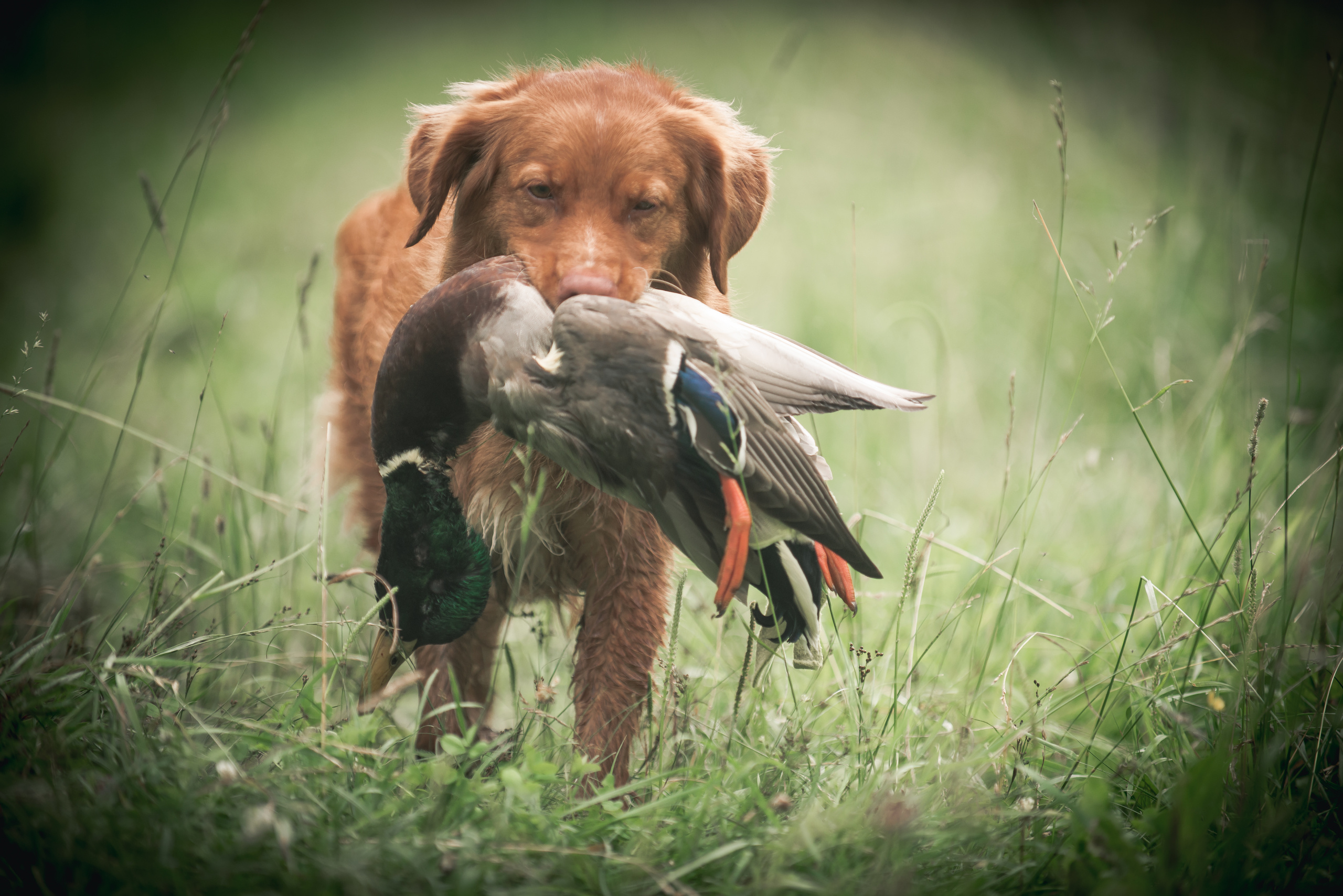 Новошотландский ретривер Энни. Фотограф-анималист Наталья Светличная