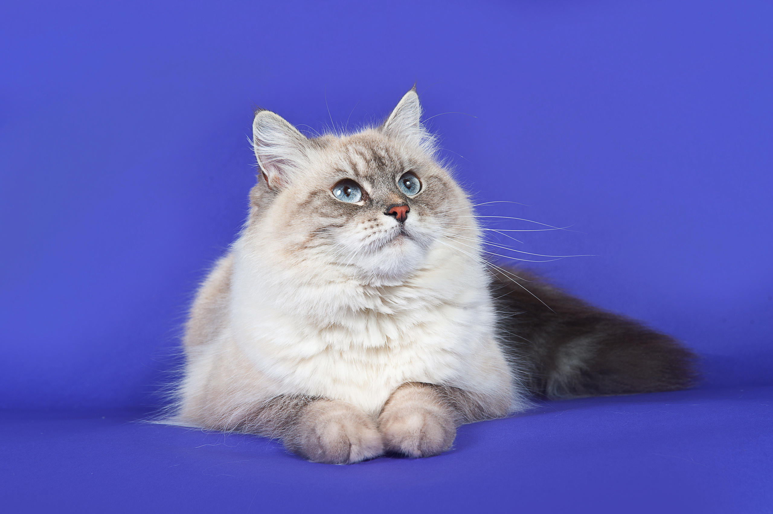 Невская маскарадная. Фотограф-анималист Наталья Светличная