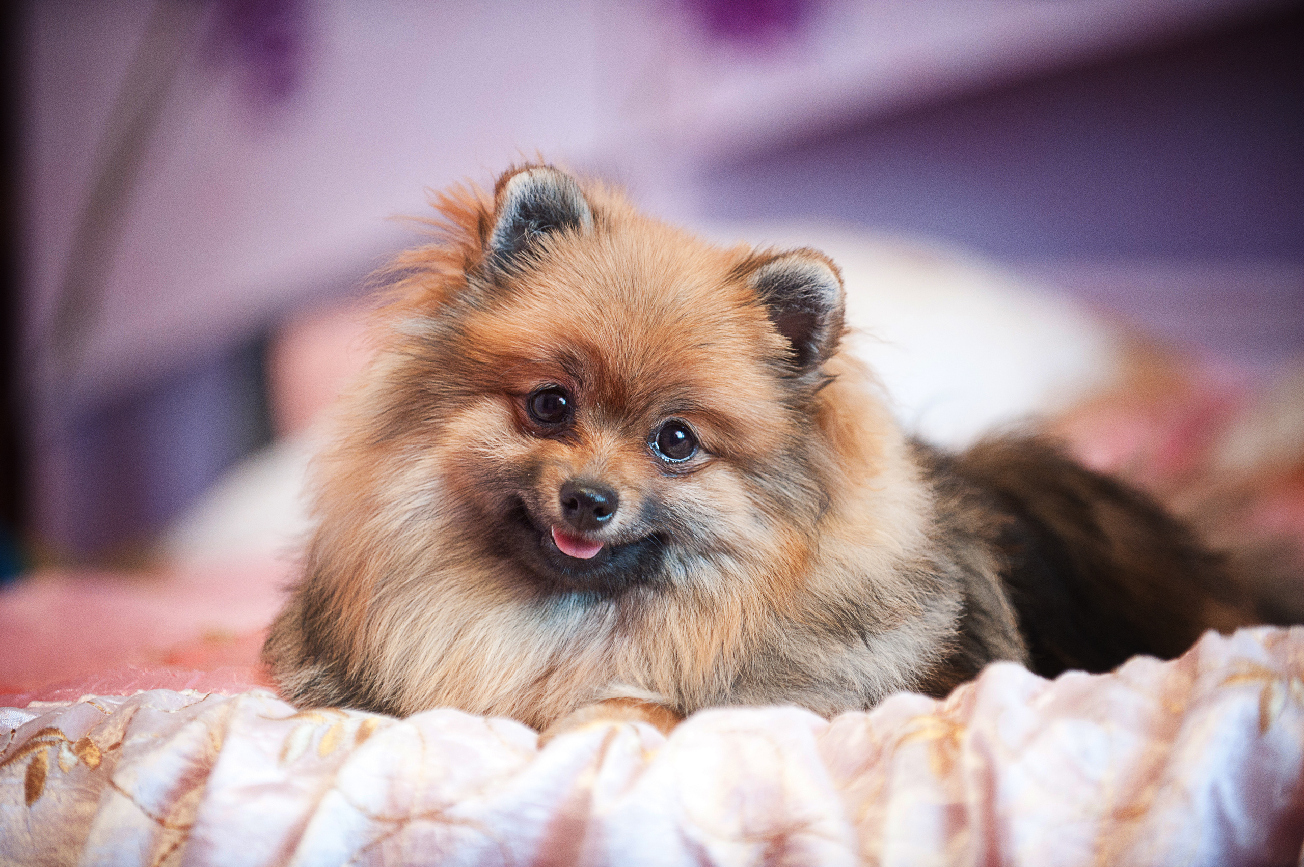 Померанский шпиц. Фотограф-анималист Наталья Светличная