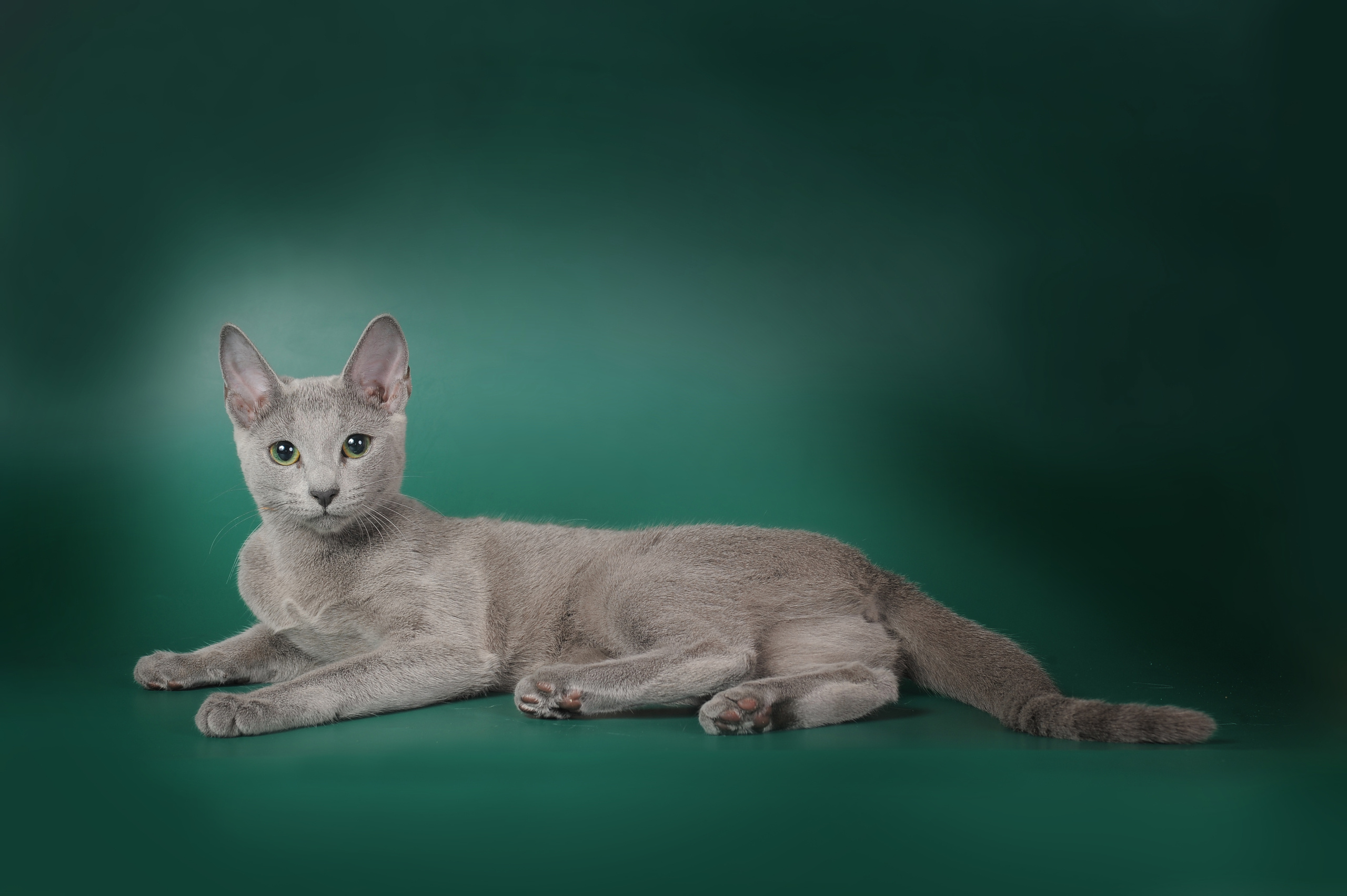 Русская голубая. Фотограф-анималист Наталья Светличная