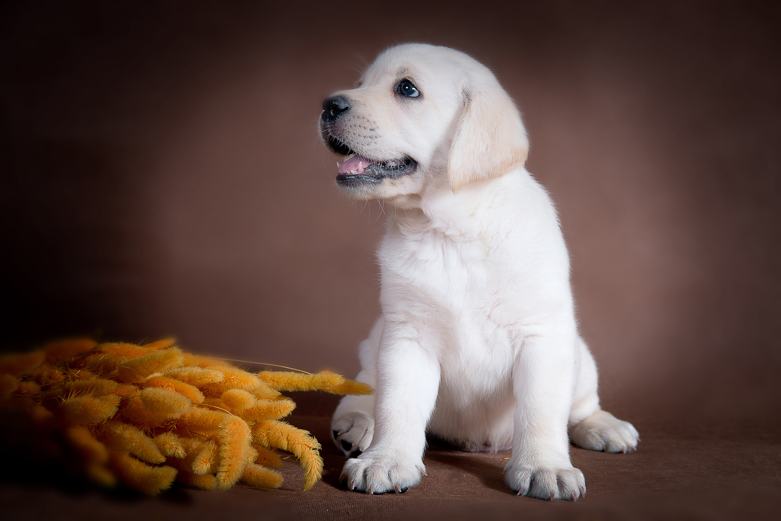 Лабрадор ретривер (щенки). Фотограф-анималист Наталья Светличная