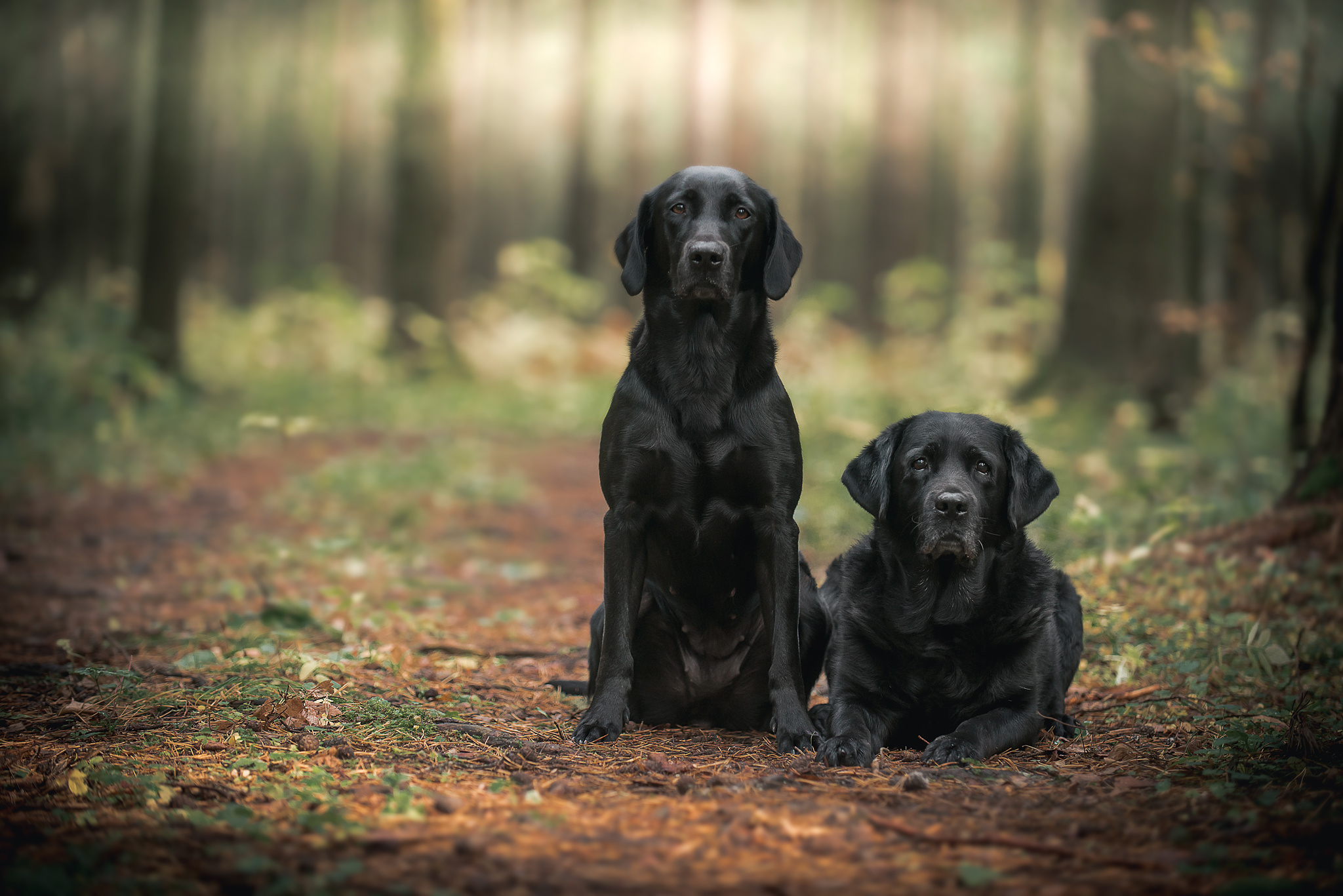 Лабрадор ретривер Юта. Фотограф-анималист Наталья Светличная