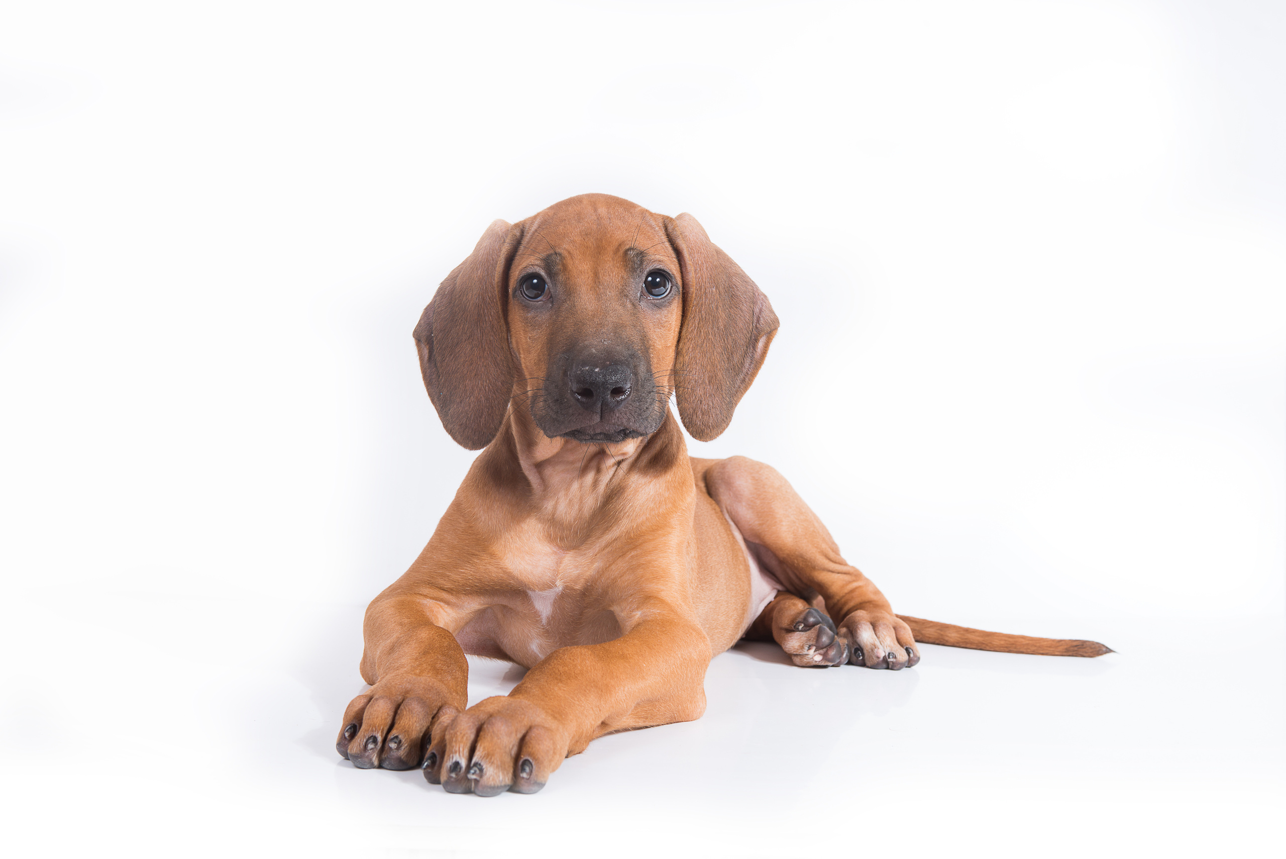 Родезийский риджбек (щенки). Фотограф-анималист Наталья Светличная
