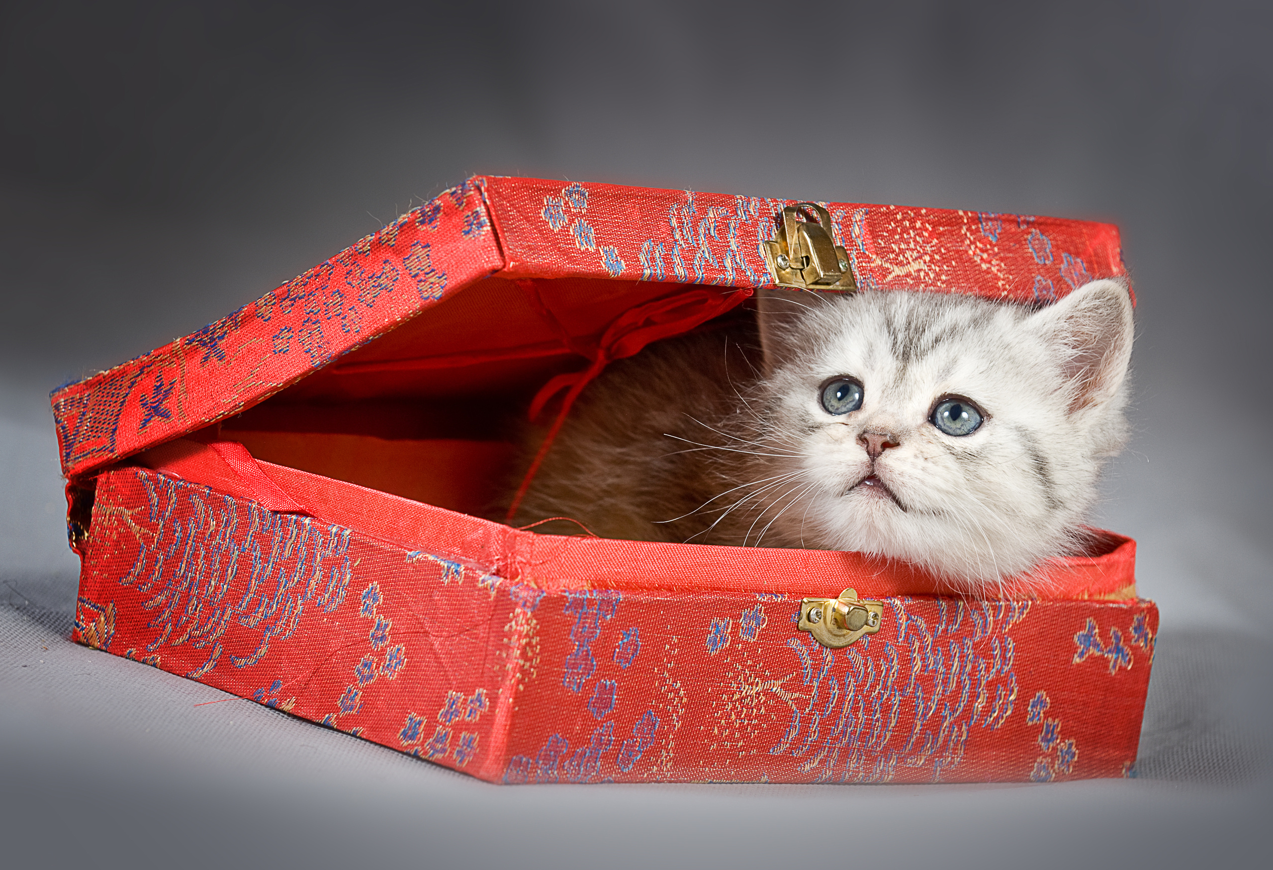 Британская (котята). Фотограф-анималист Наталья Светличная