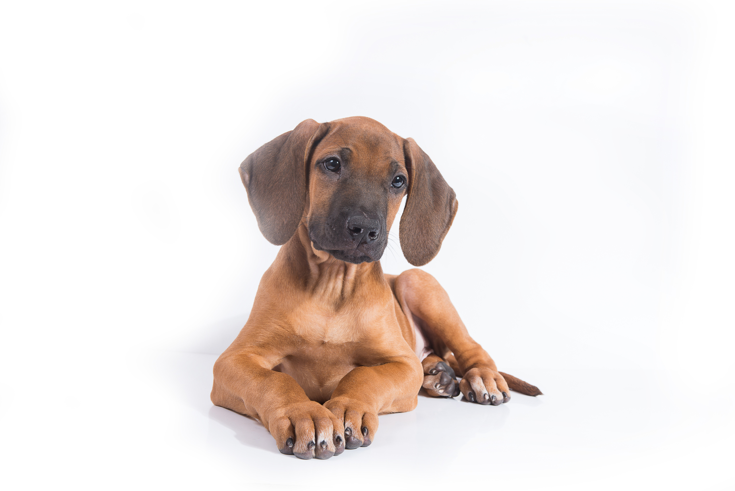 Родезийский риджбек (щенки). Фотограф-анималист Наталья Светличная