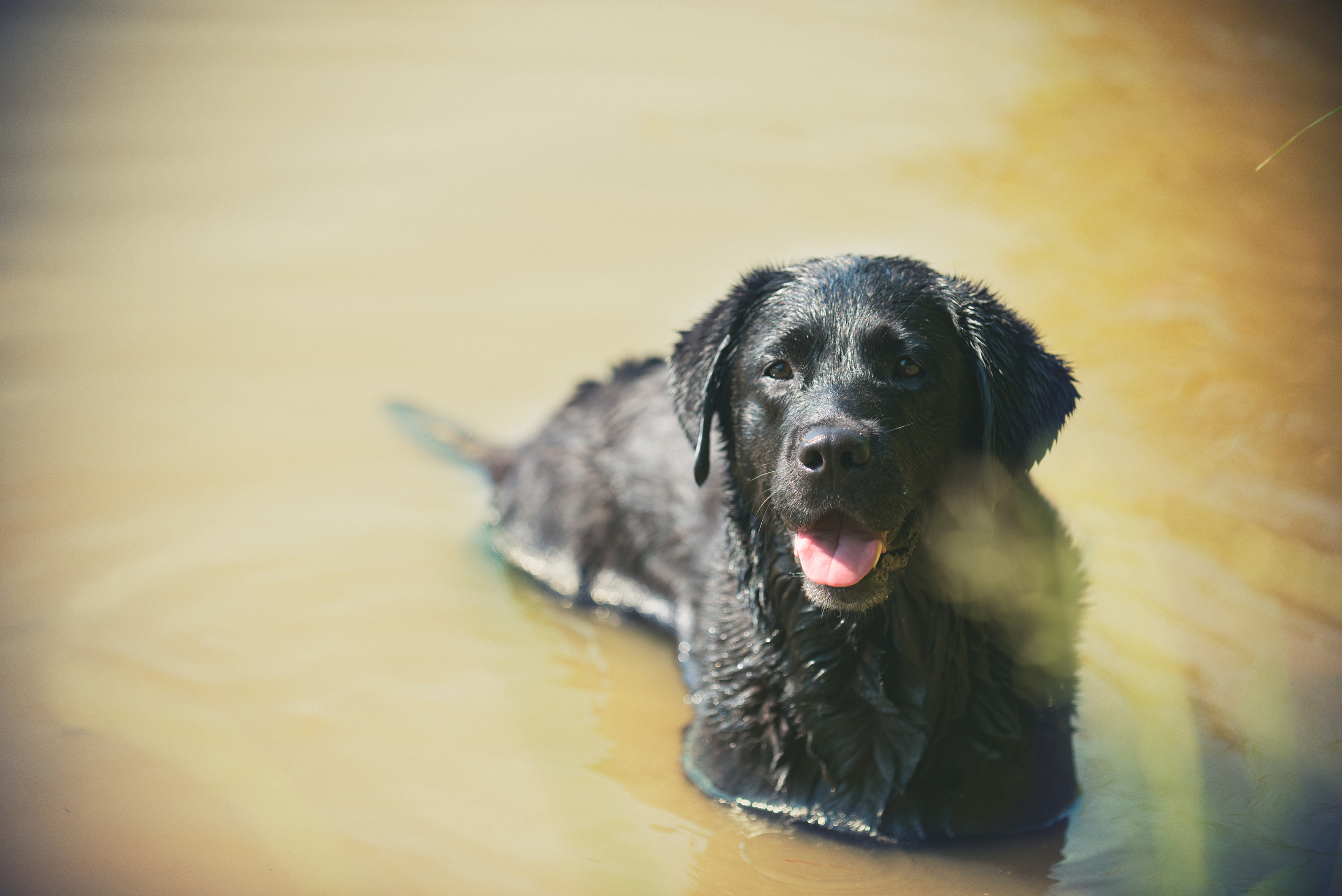 Венгрия-Чехия 2015. Фотограф-анималист Наталья Светличная