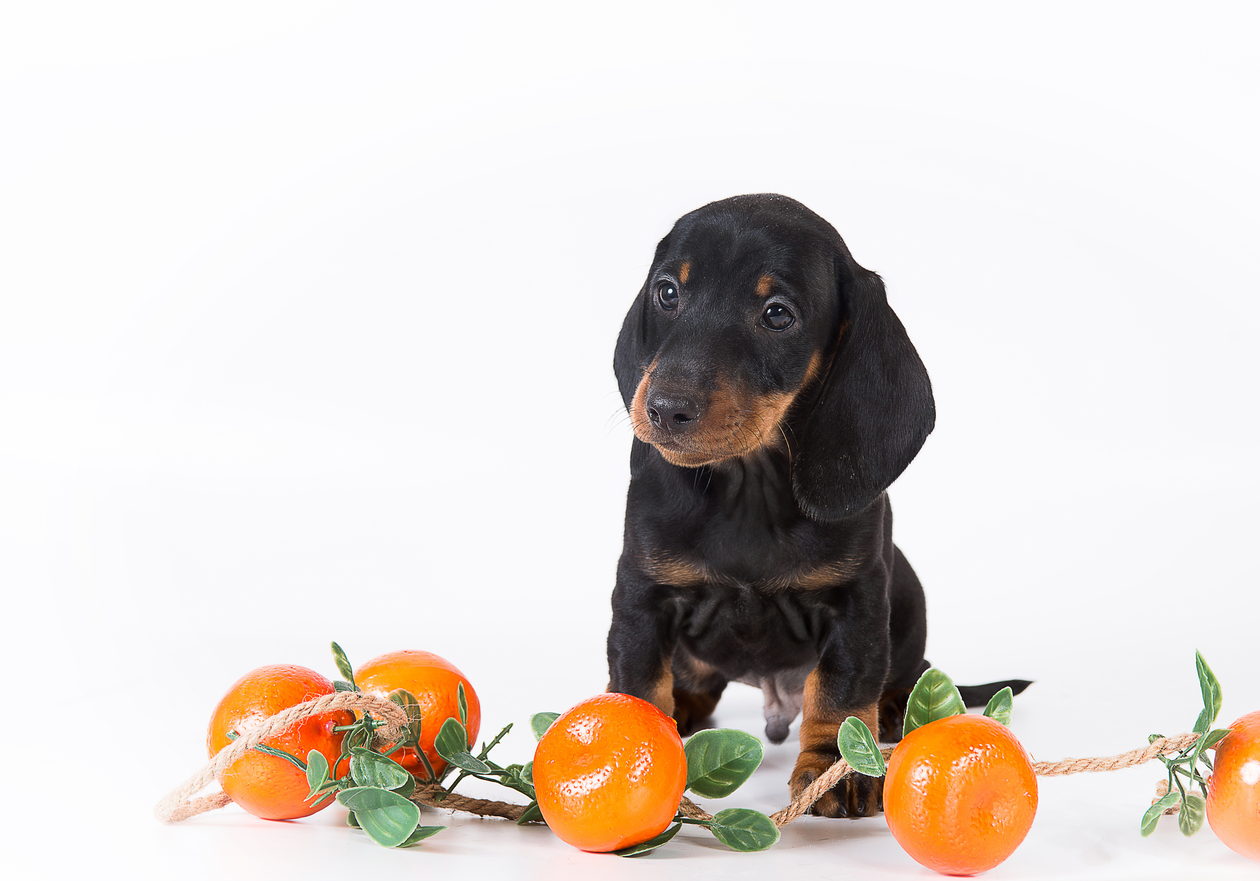 Такса (щенки). Фотограф-анималист Наталья Светличная