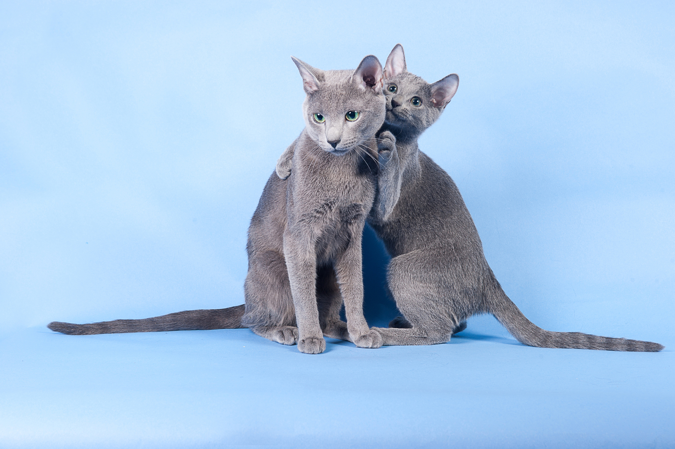 Русская голубая. Фотограф-анималист Наталья Светличная