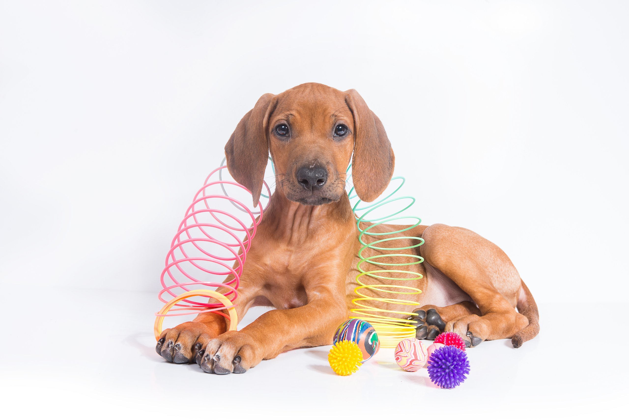 Родезийский риджбек (щенки). Фотограф-анималист Наталья Светличная
