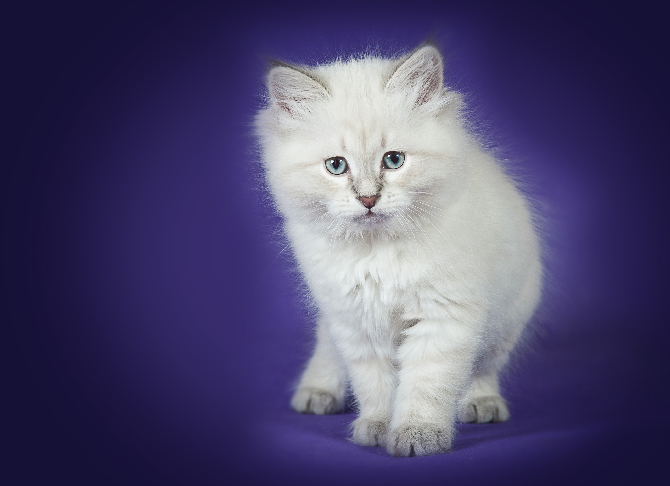 Невская маскарадная (котята). Фотограф-анималист Наталья Светличная