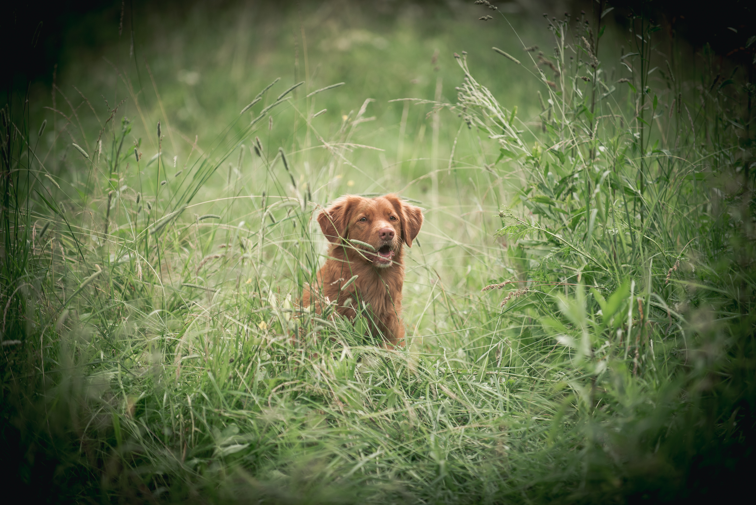 Новошотландский ретривер Энни. Фотограф-анималист Наталья Светличная