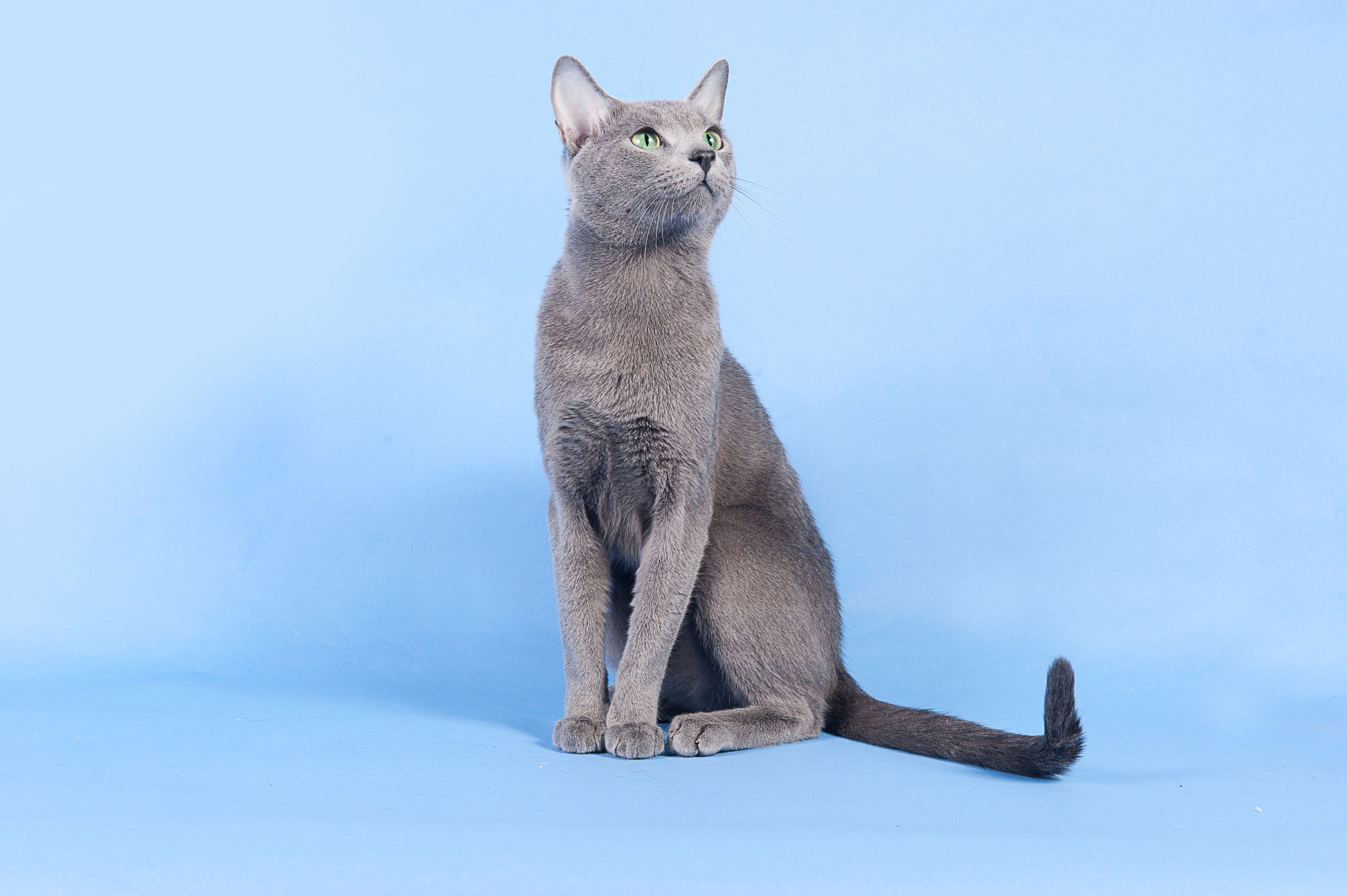 Русская голубая. Фотограф-анималист Наталья Светличная