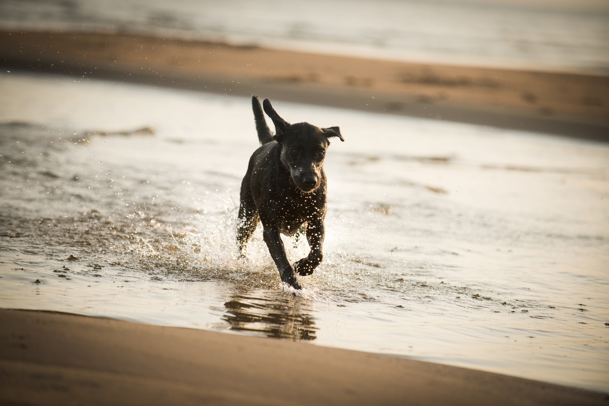 Эстония 2019. Фотограф-анималист Наталья Светличная