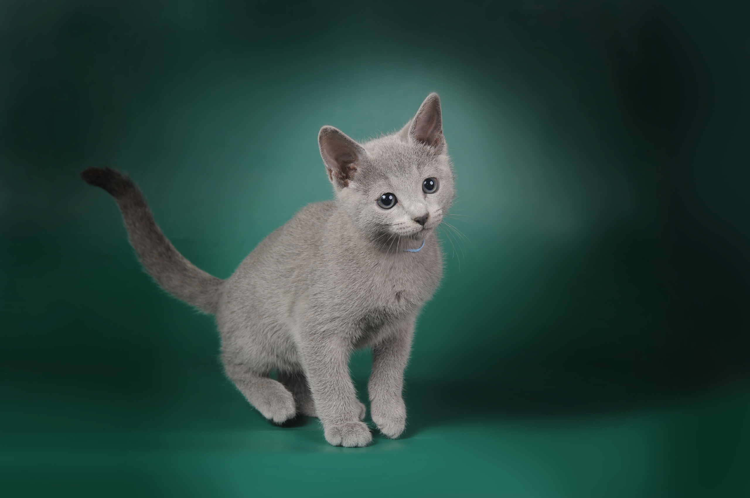 Русская голубая. Фотограф-анималист Наталья Светличная