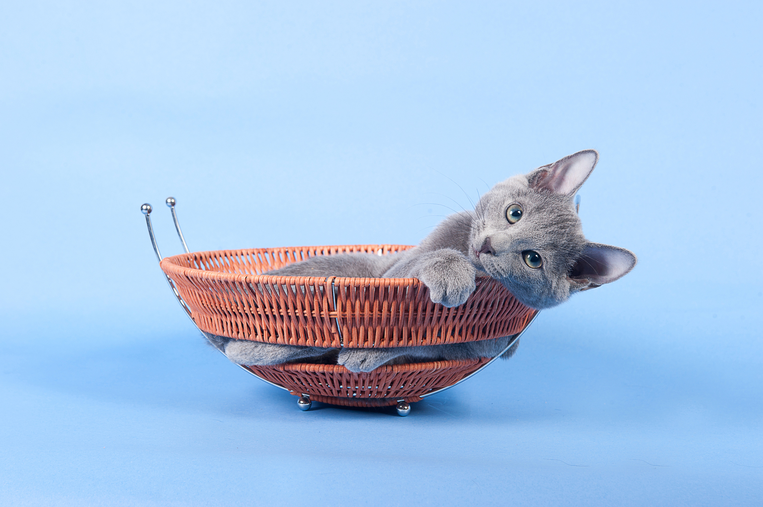 Русская голубая. Фотограф-анималист Наталья Светличная