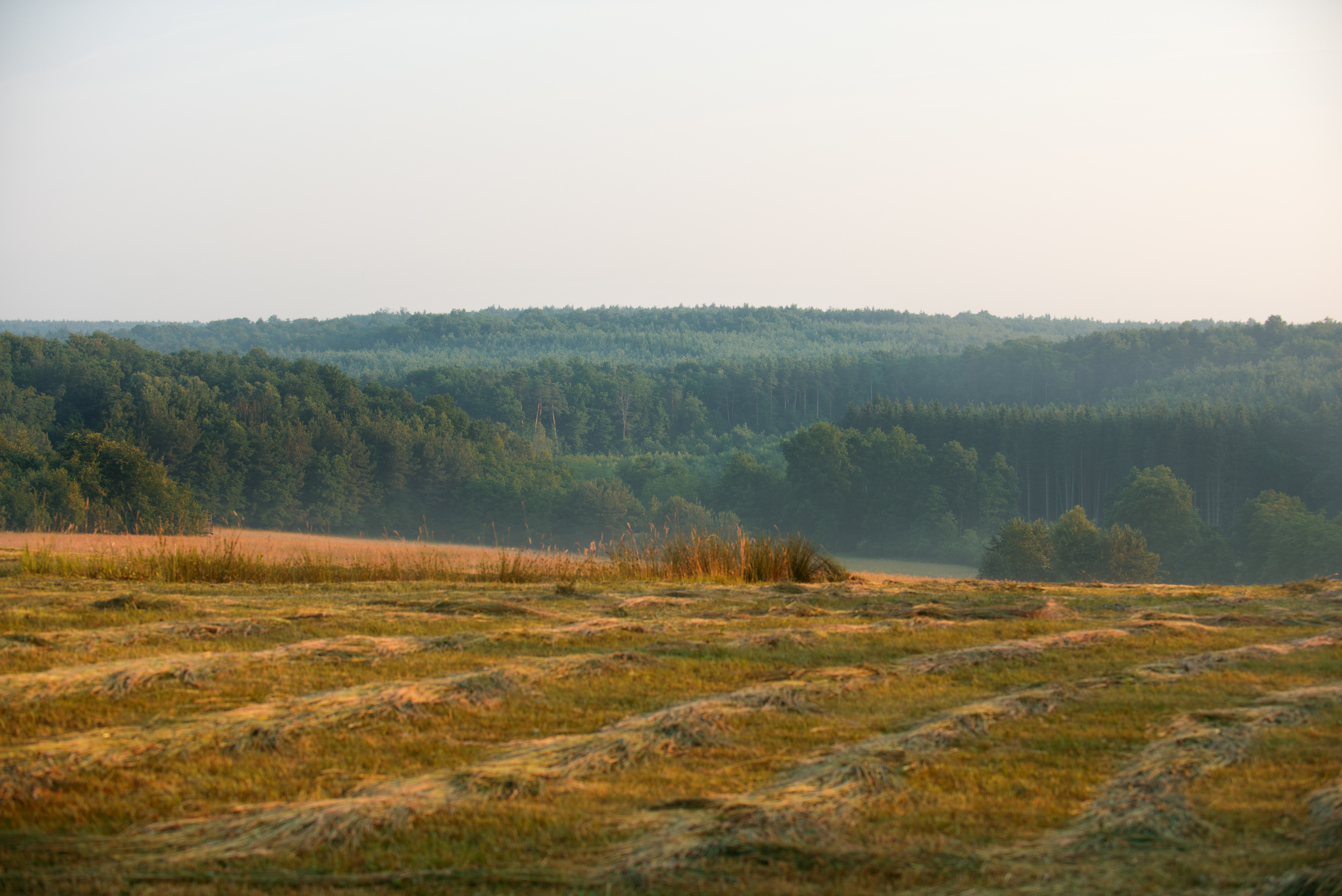 Венгрия-Чехия 2015. Фотограф-анималист Наталья Светличная