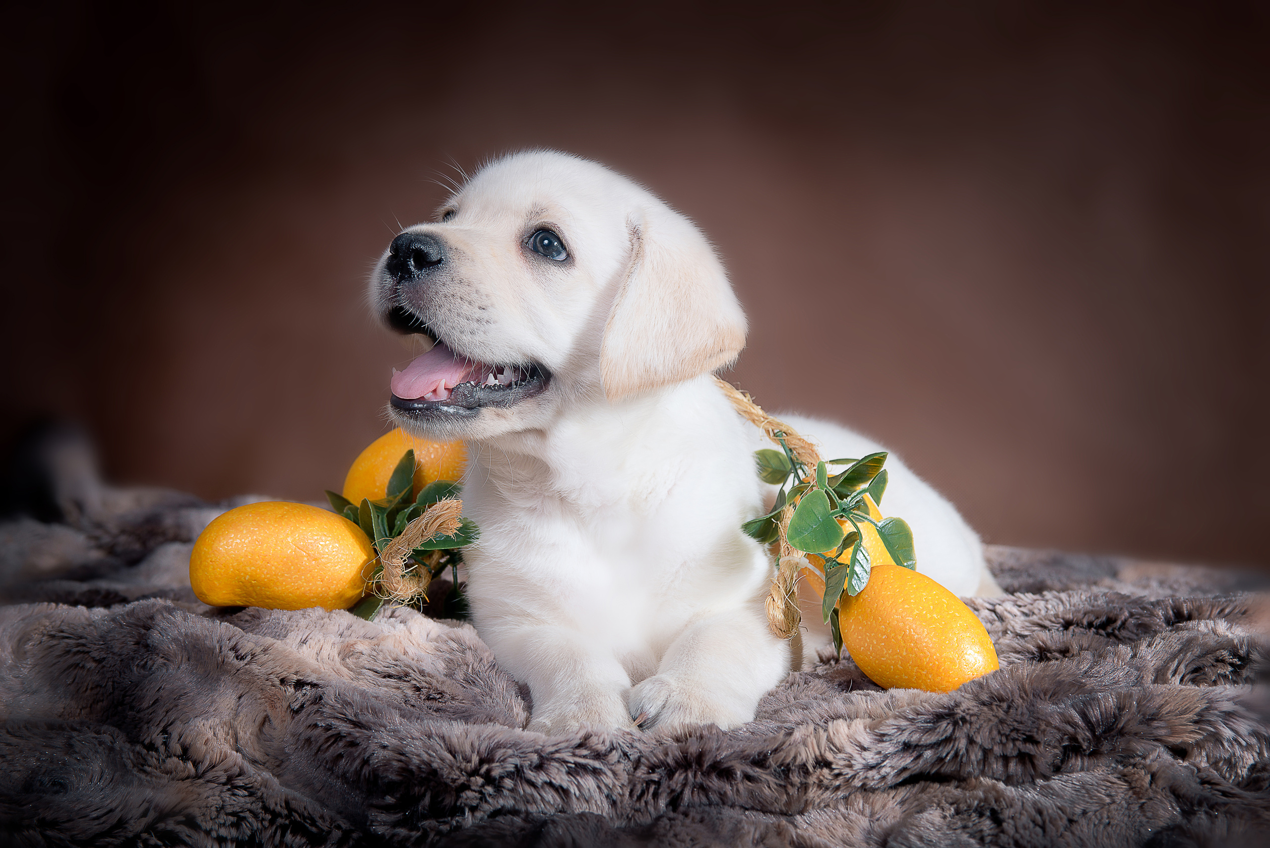 Лабрадор ретривер (щенки). Фотограф-анималист Наталья Светличная