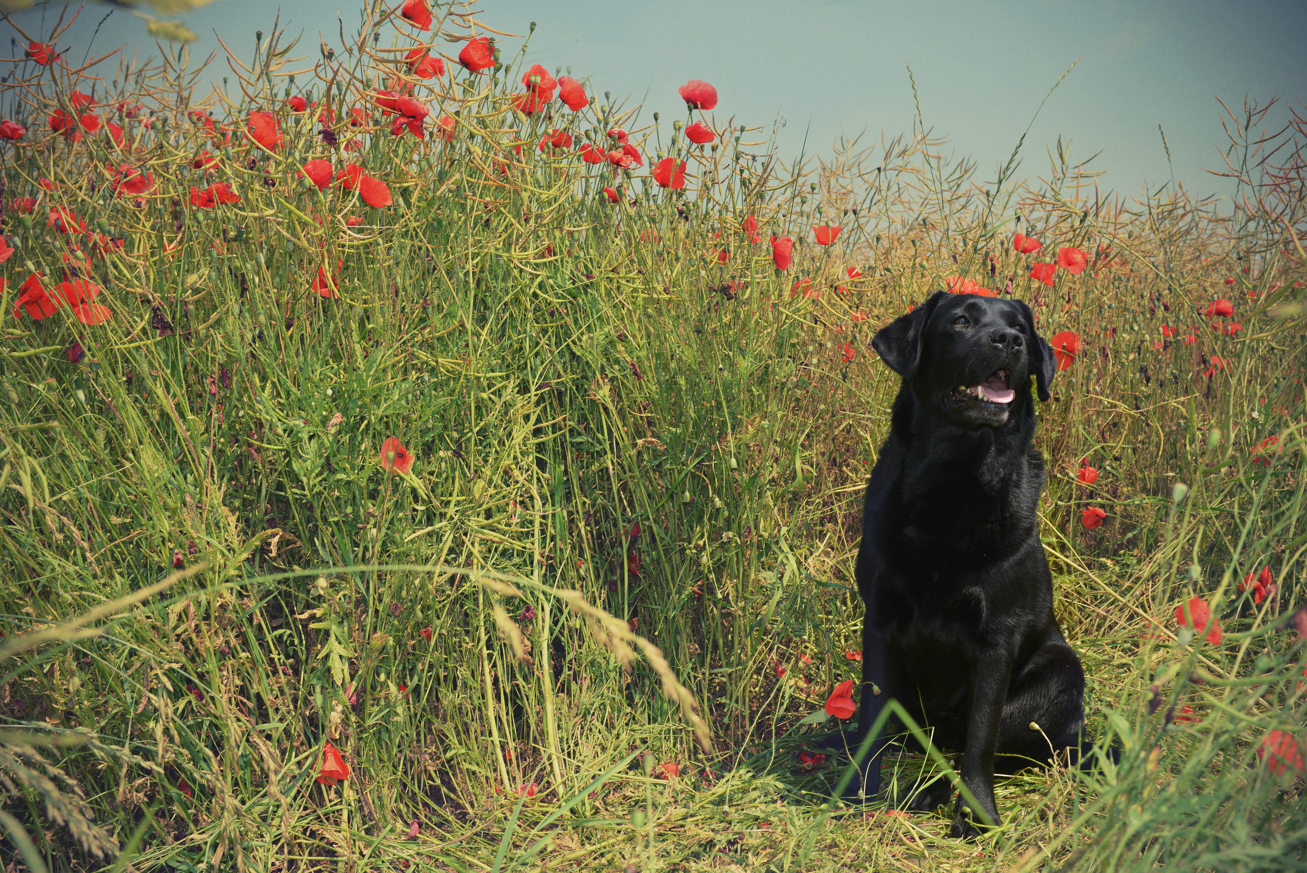 Венгрия-Чехия 2015. Фотограф-анималист Наталья Светличная