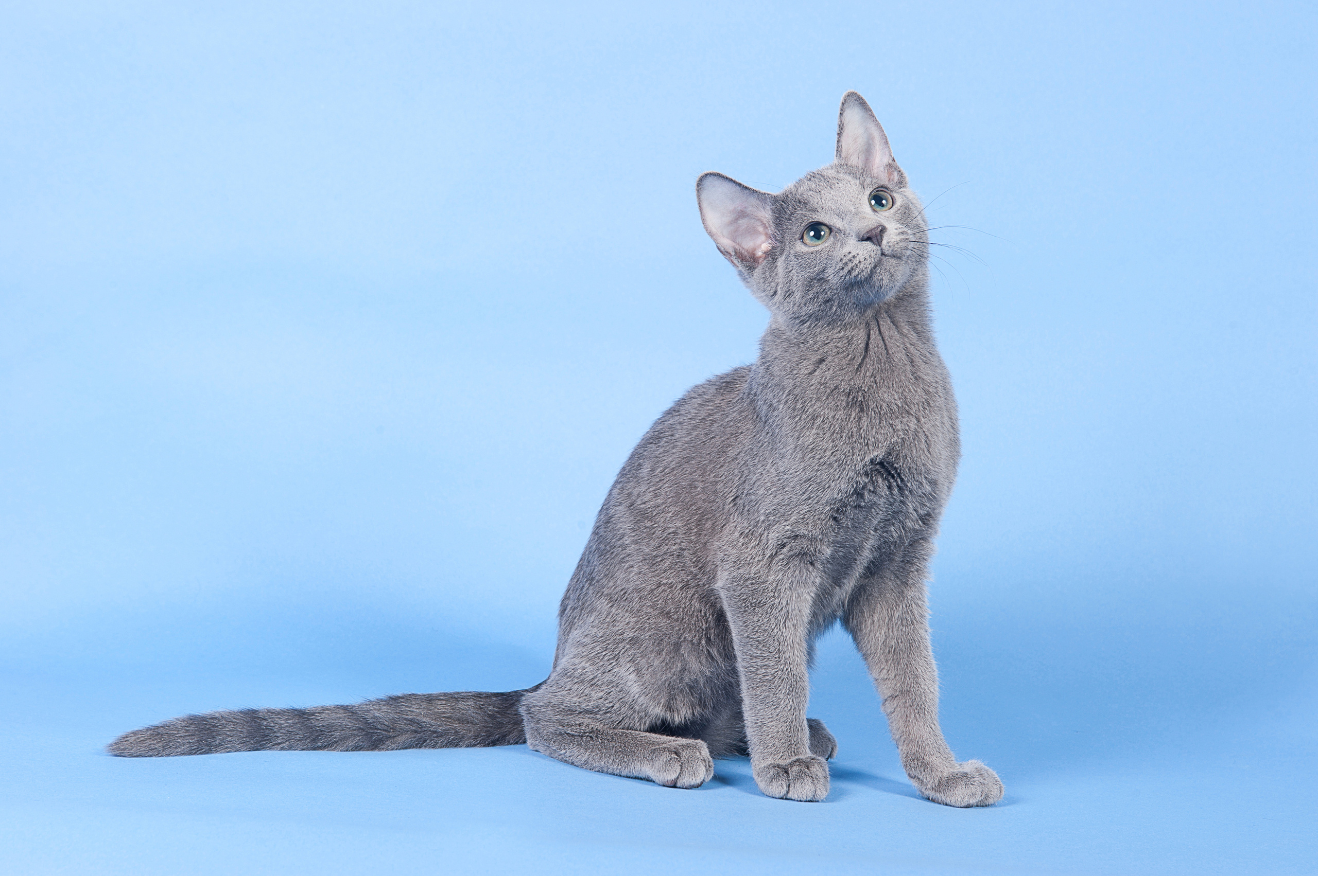 Русская голубая. Фотограф-анималист Наталья Светличная