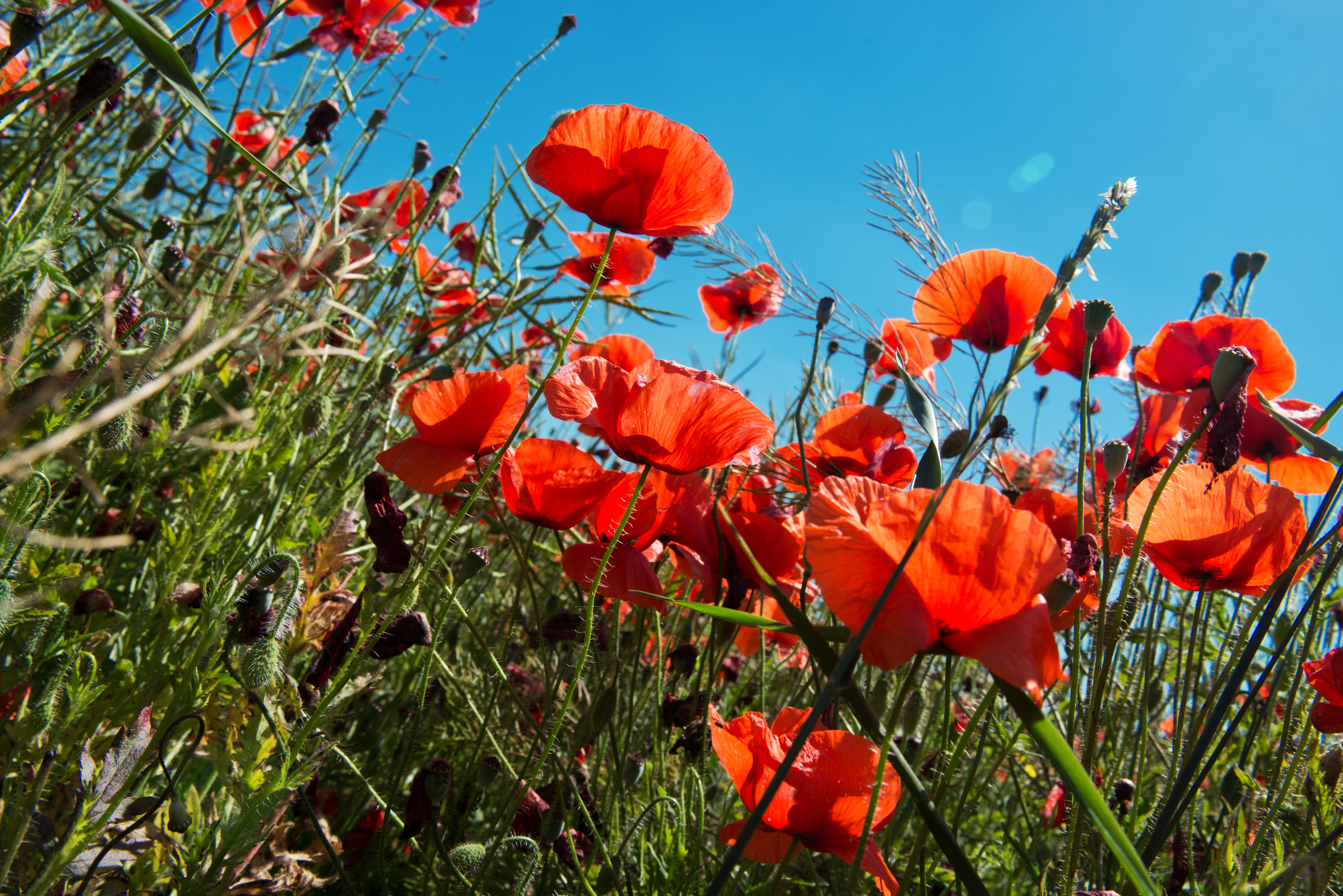 Венгрия-Чехия 2015. Фотограф-анималист Наталья Светличная