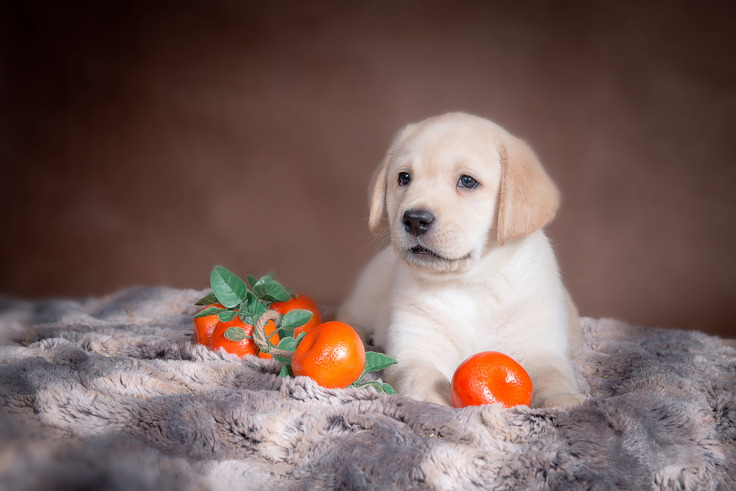 Лабрадор ретривер (щенки). Фотограф-анималист Наталья Светличная