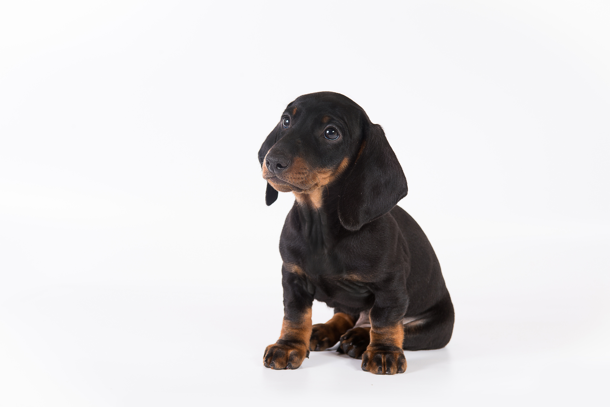 Такса (щенки). Фотограф-анималист Наталья Светличная