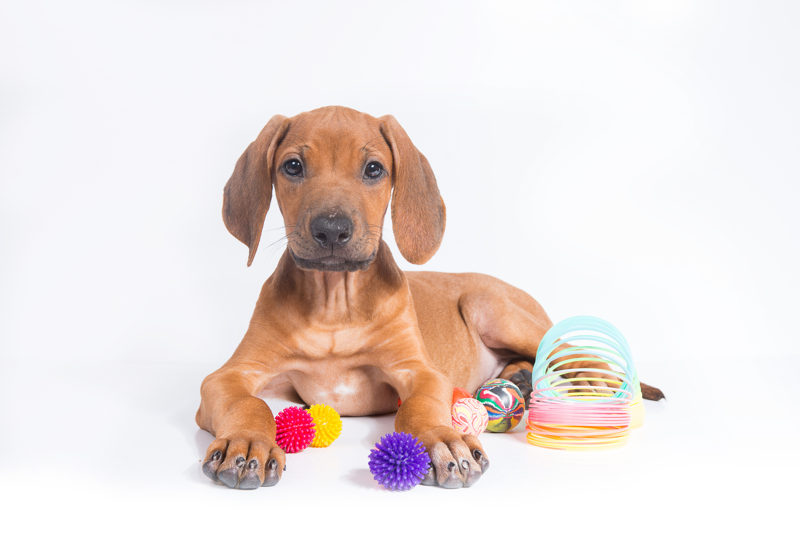 Родезийский риджбек (щенки). Фотограф-анималист Наталья Светличная