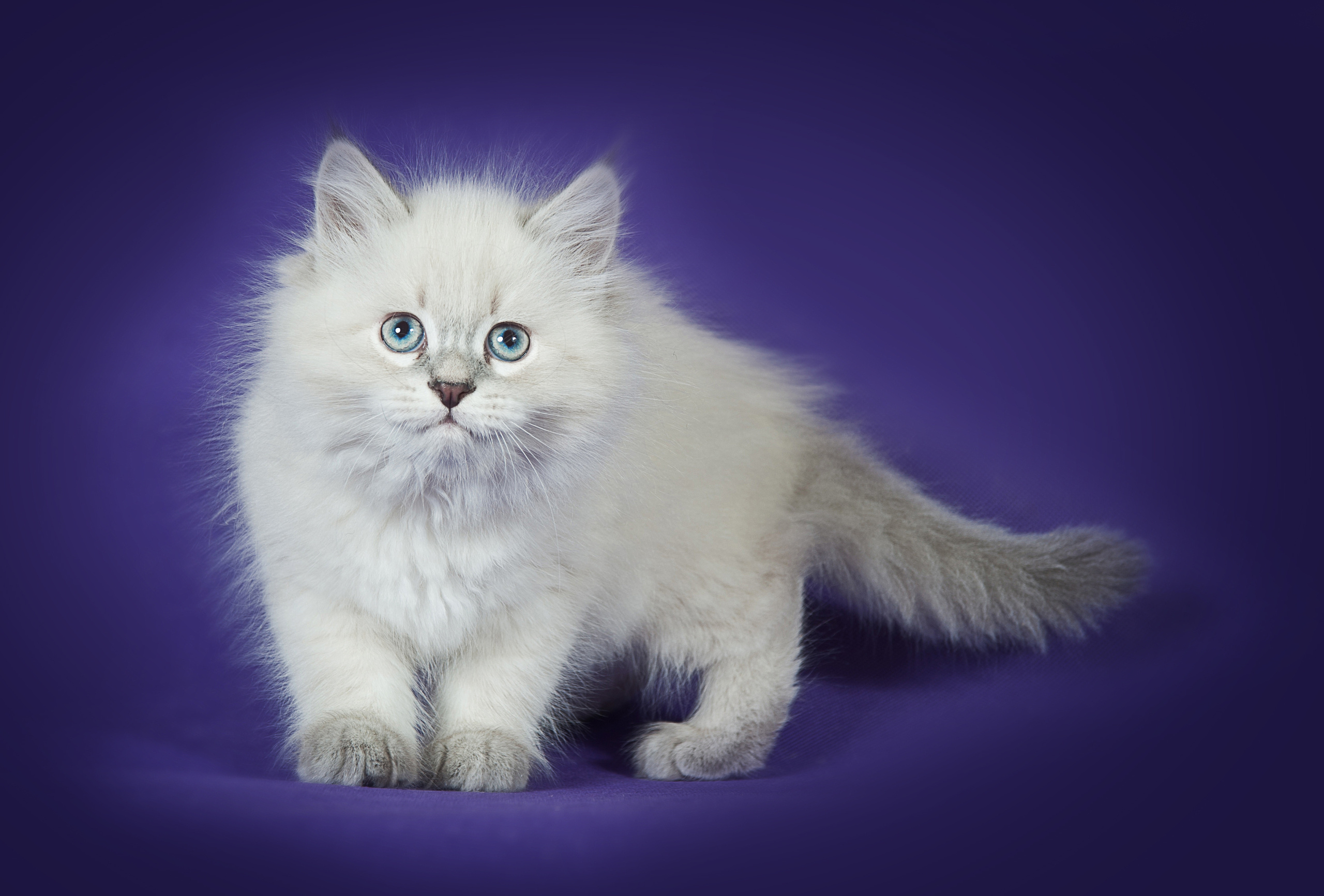 Невская маскарадная (котята). Фотограф-анималист Наталья Светличная