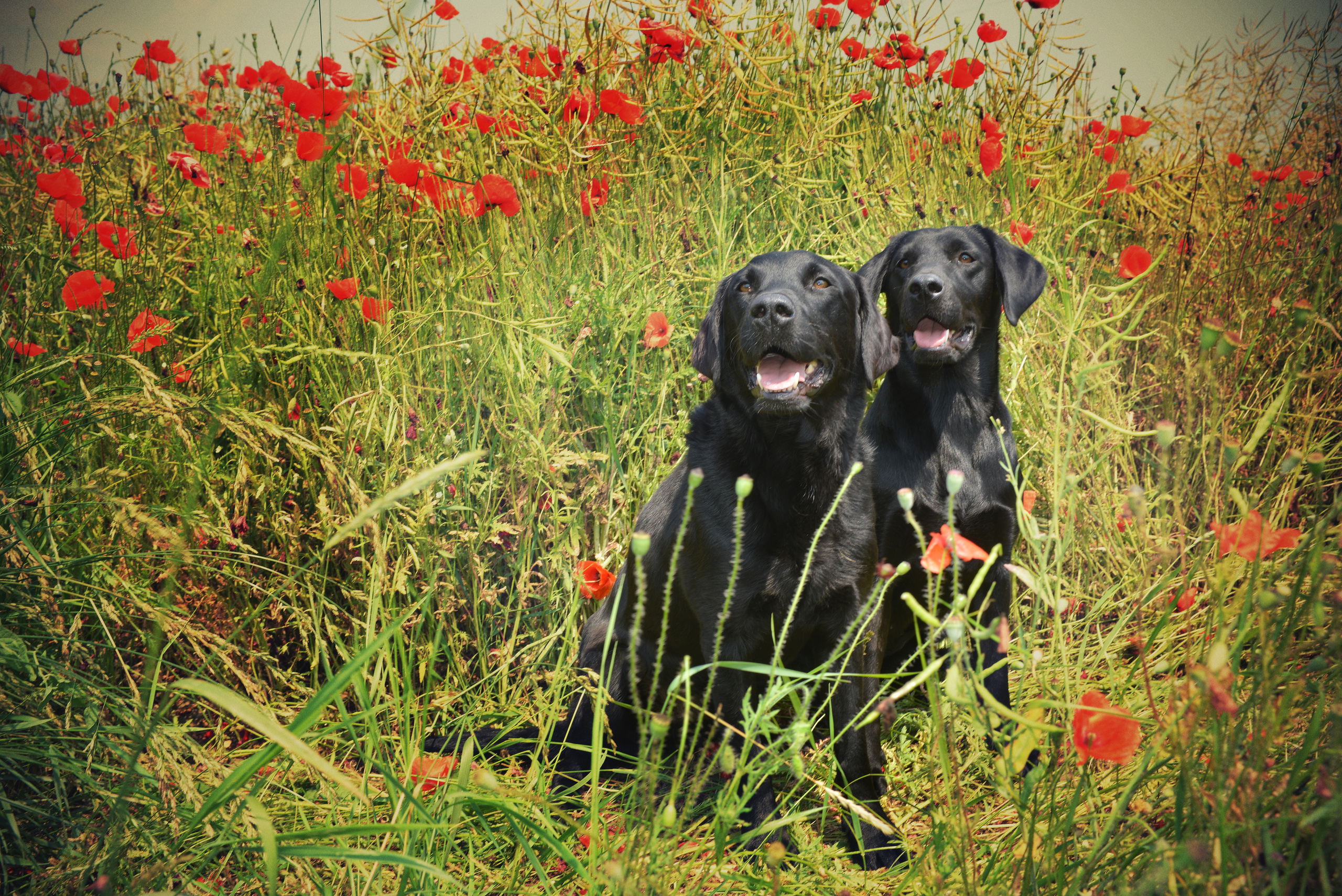 Венгрия-Чехия 2015. Фотограф-анималист Наталья Светличная