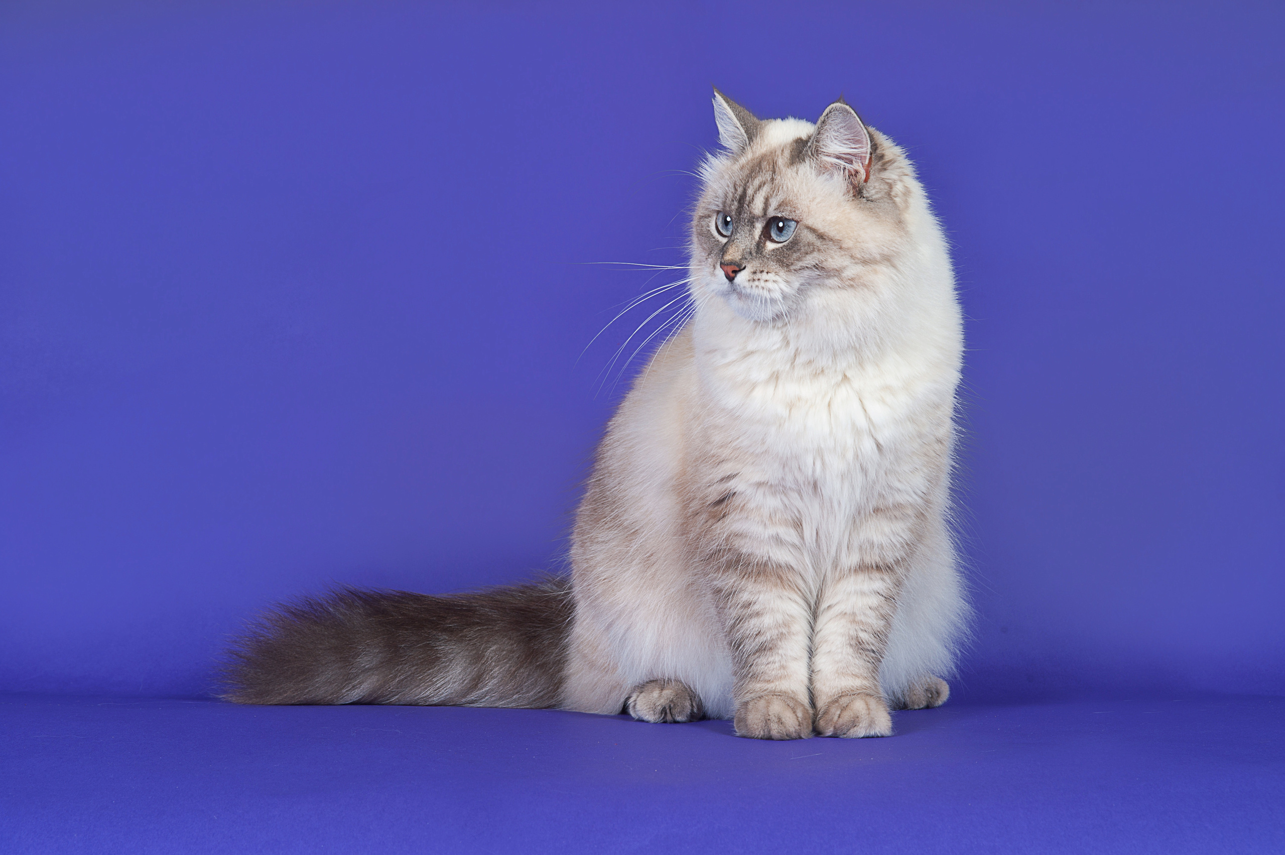 Невская маскарадная. Фотограф-анималист Наталья Светличная