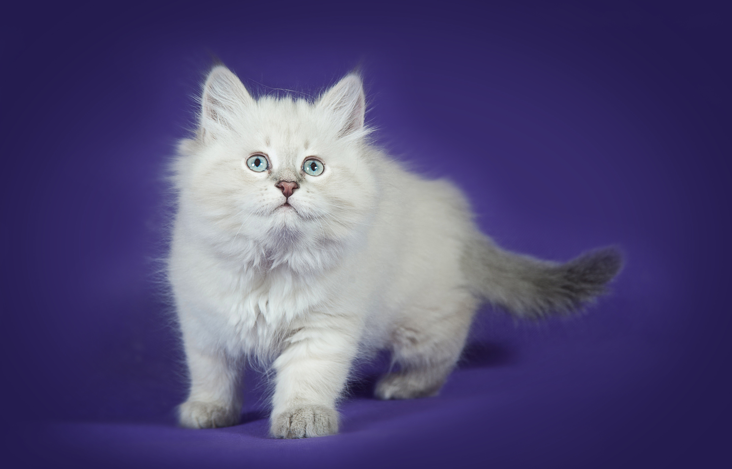 Невская маскарадная (котята). Фотограф-анималист Наталья Светличная