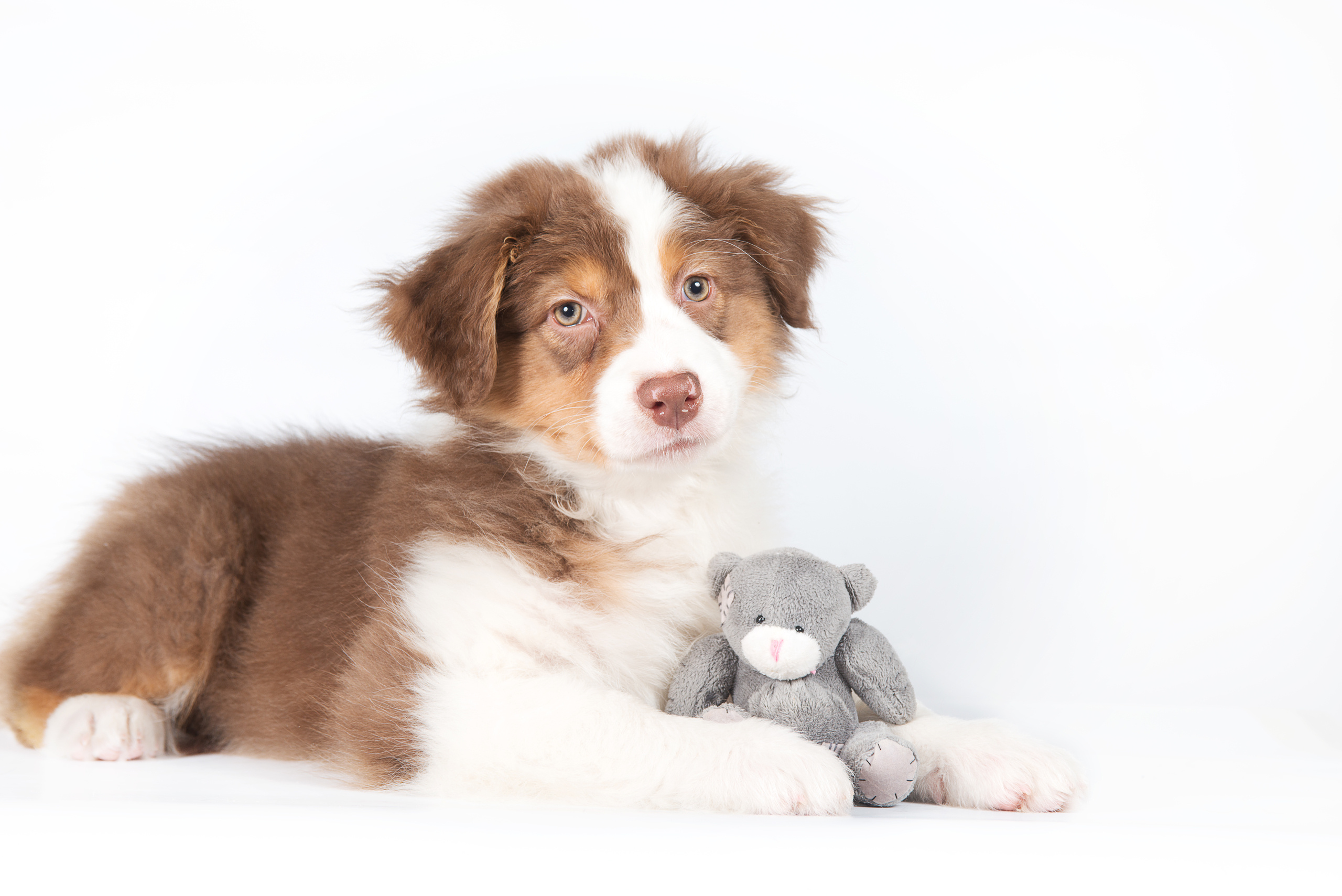 Австралийская овчарка (щенок). Фотограф-анималист Наталья Светличная