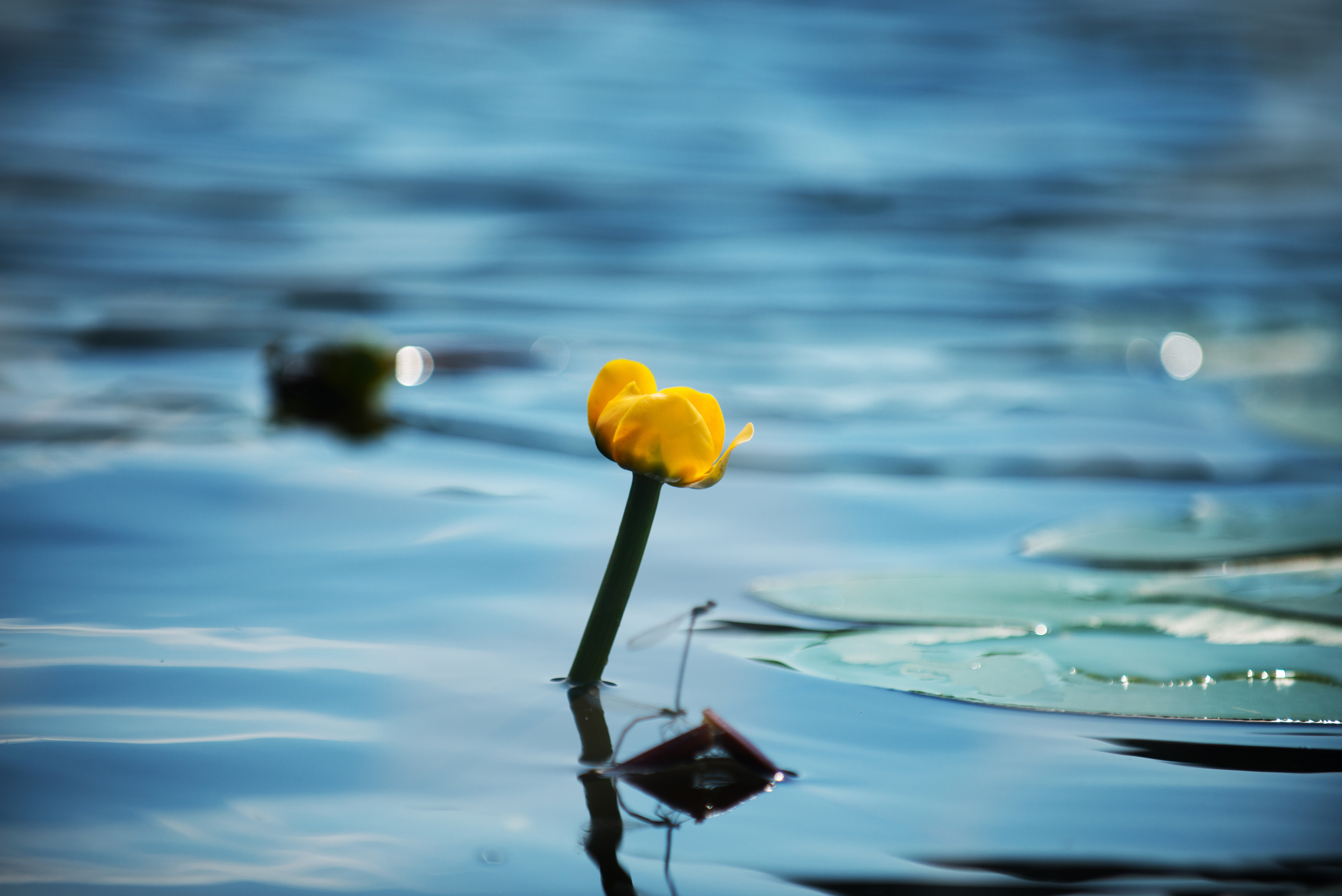 Венгрия-Чехия 2015. Фотограф-анималист Наталья Светличная