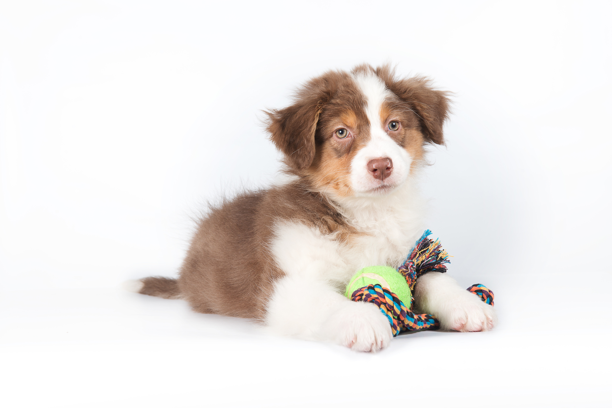 Австралийская овчарка (щенок). Фотограф-анималист Наталья Светличная