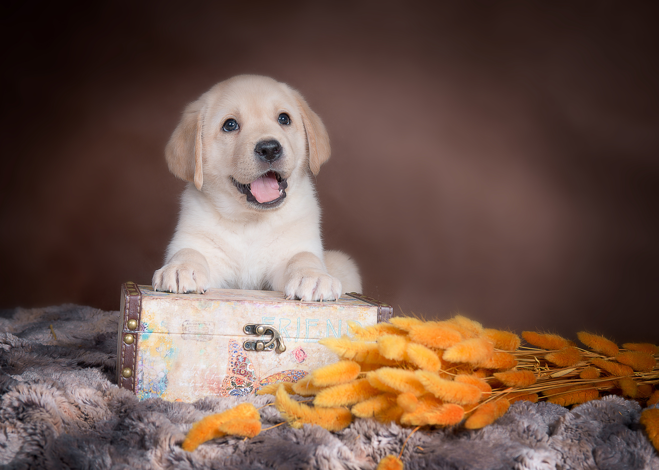 Лабрадор ретривер (щенки). Фотограф-анималист Наталья Светличная