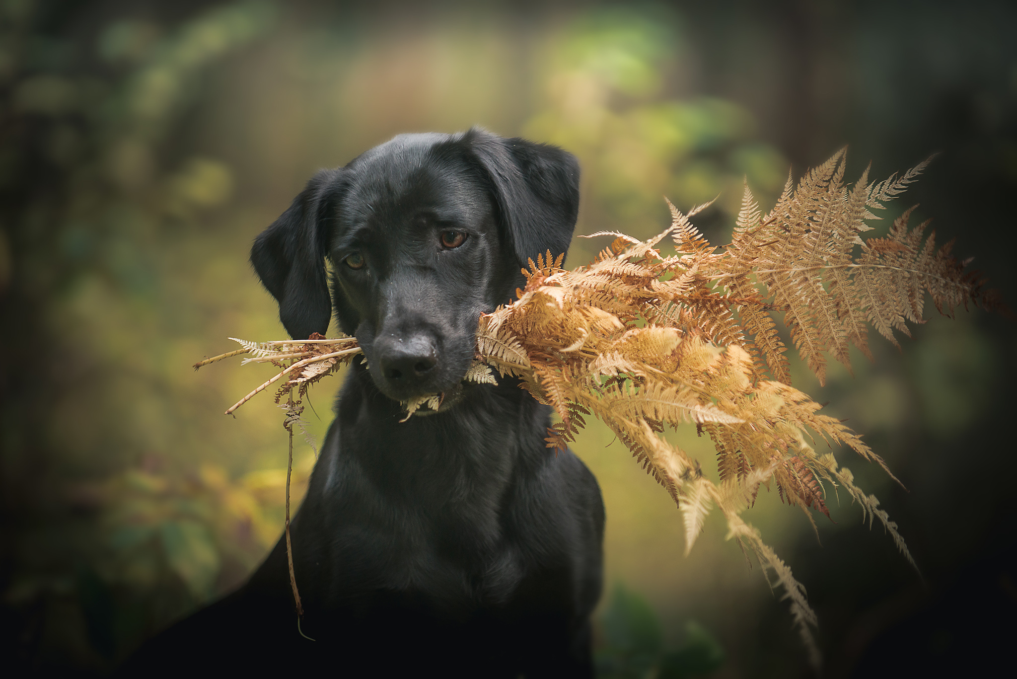 Фотограф-анималист Наталья Светличная