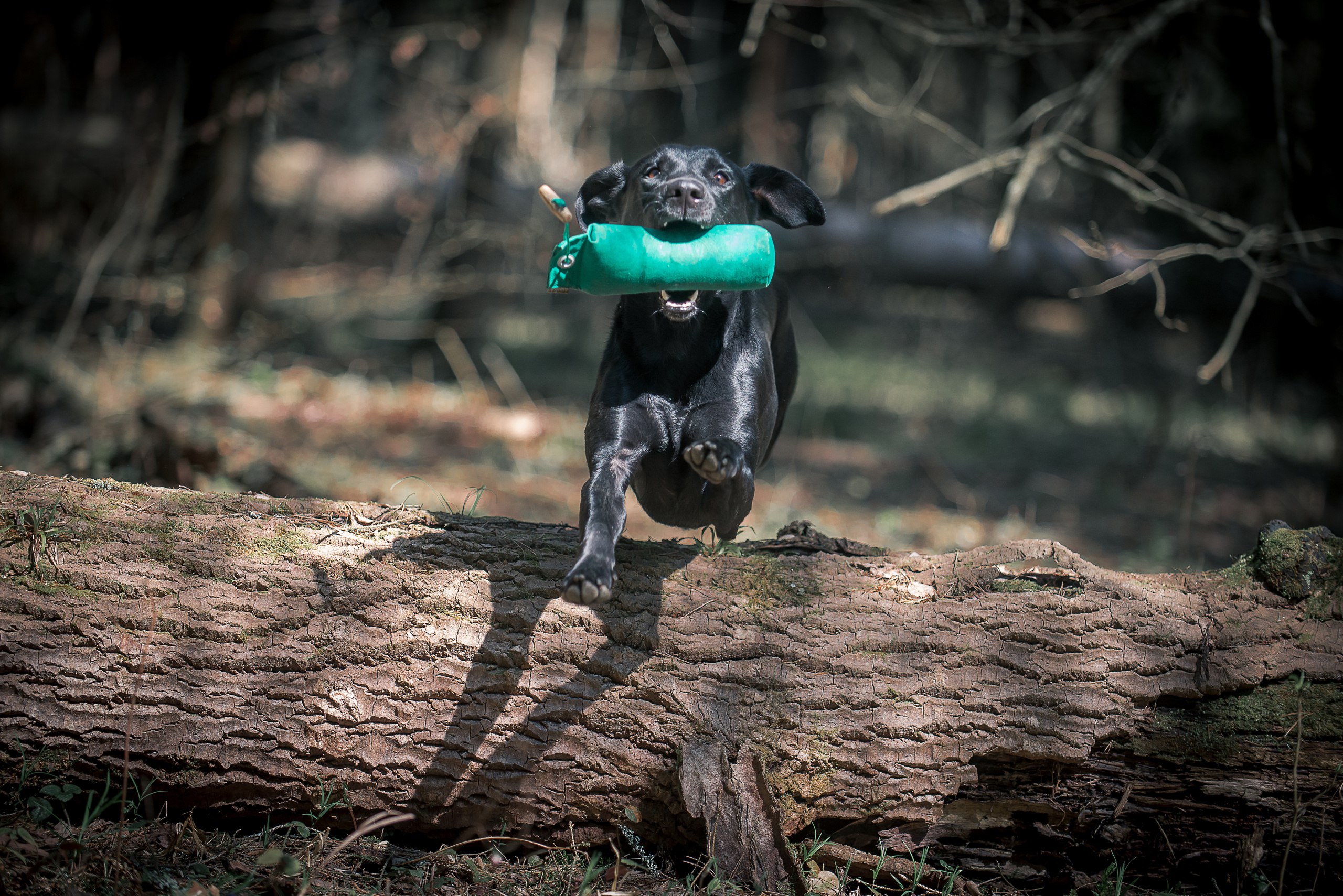 Лабрадор ретривер Джем. Фотограф-анималист Наталья Светличная