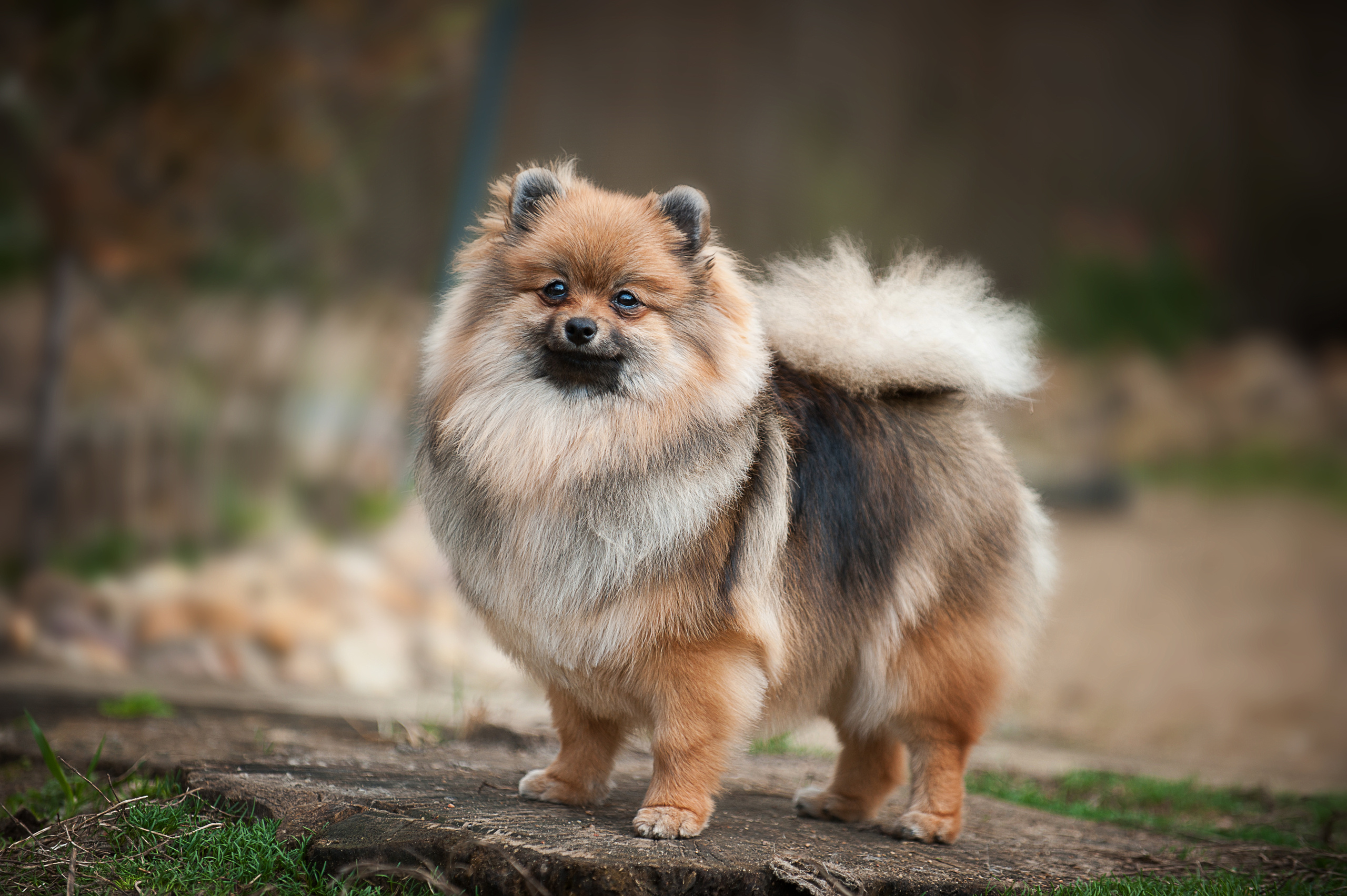 Померанский шпиц. Фотограф-анималист Наталья Светличная