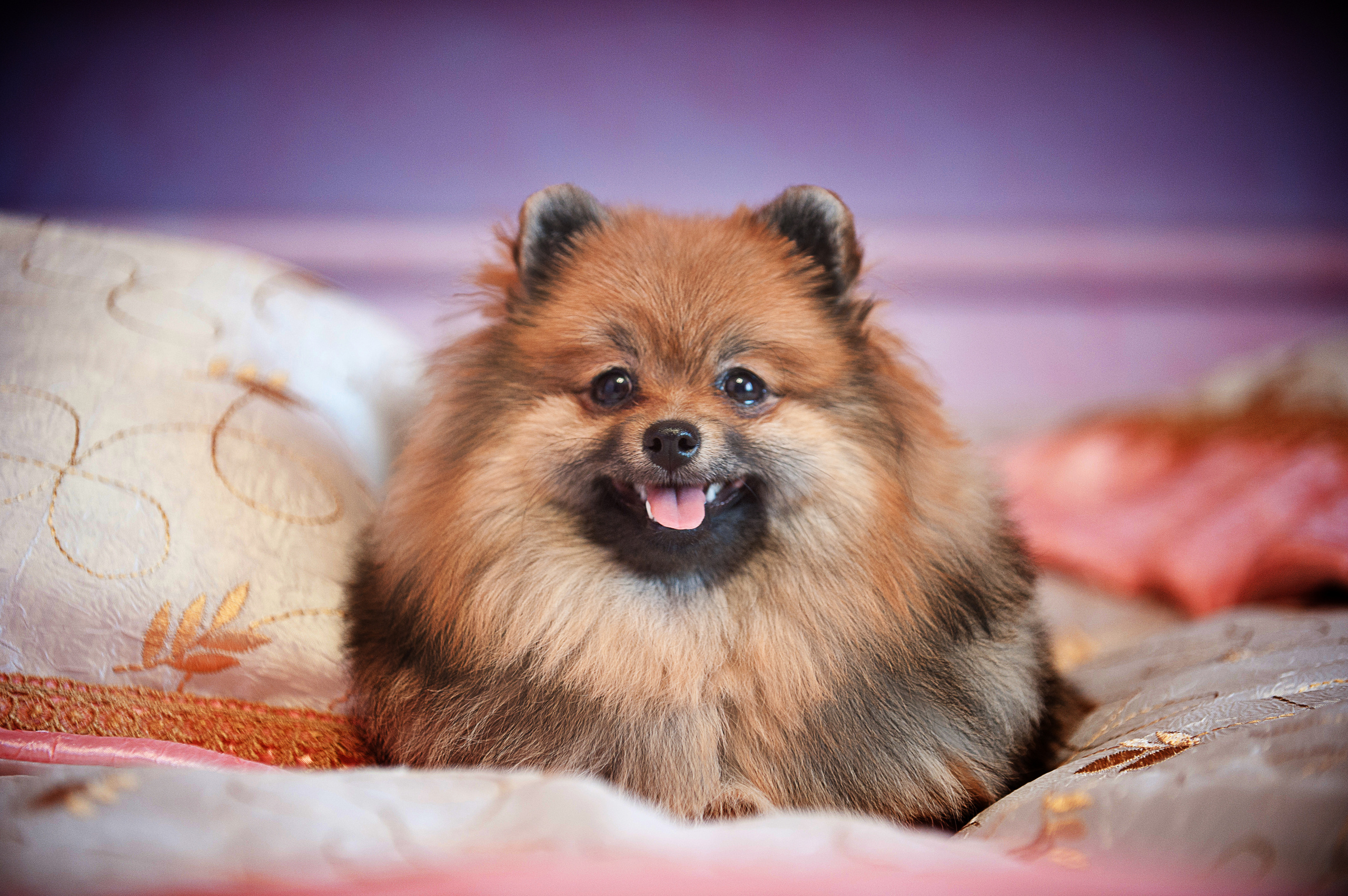 Померанский шпиц. Фотограф-анималист Наталья Светличная