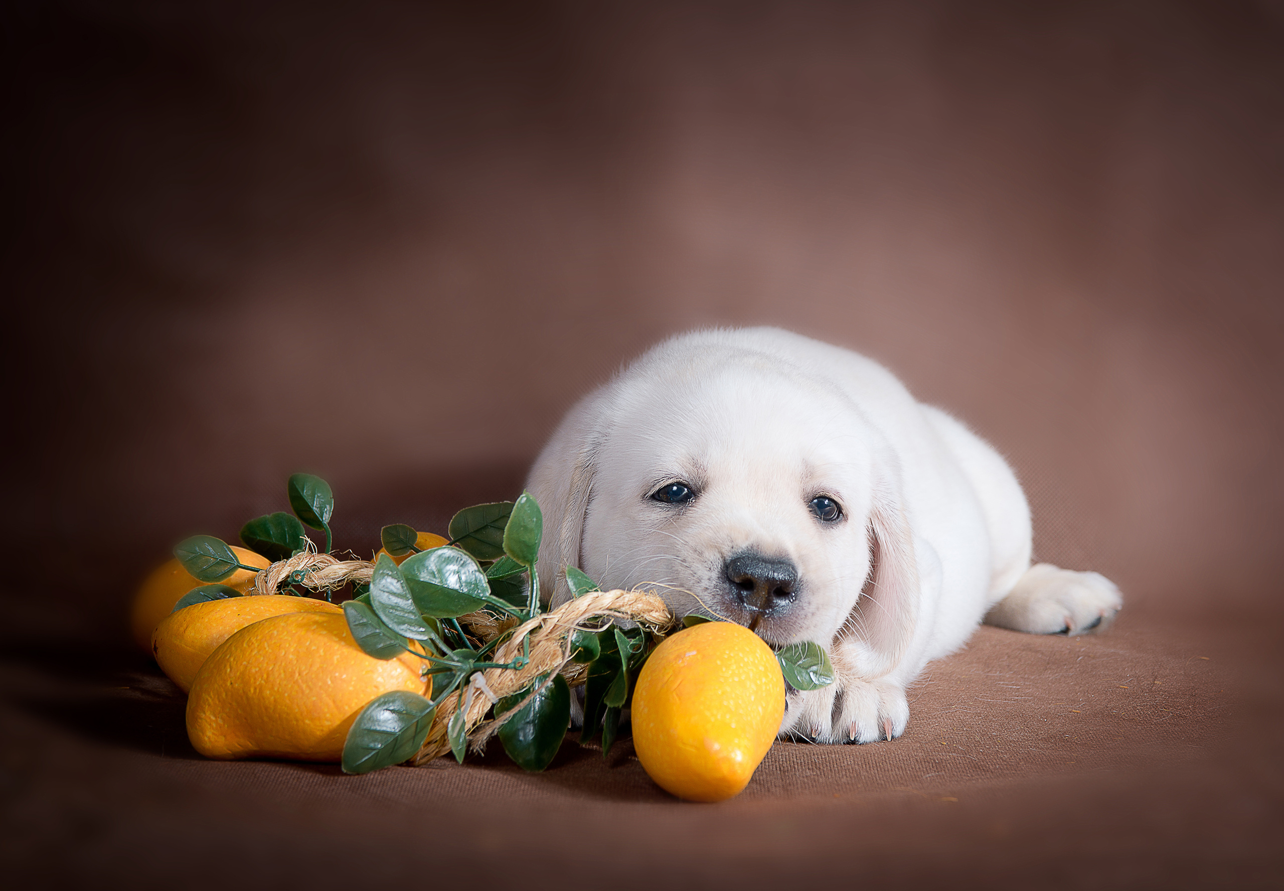 Лабрадор ретривер (щенки). Фотограф-анималист Наталья Светличная