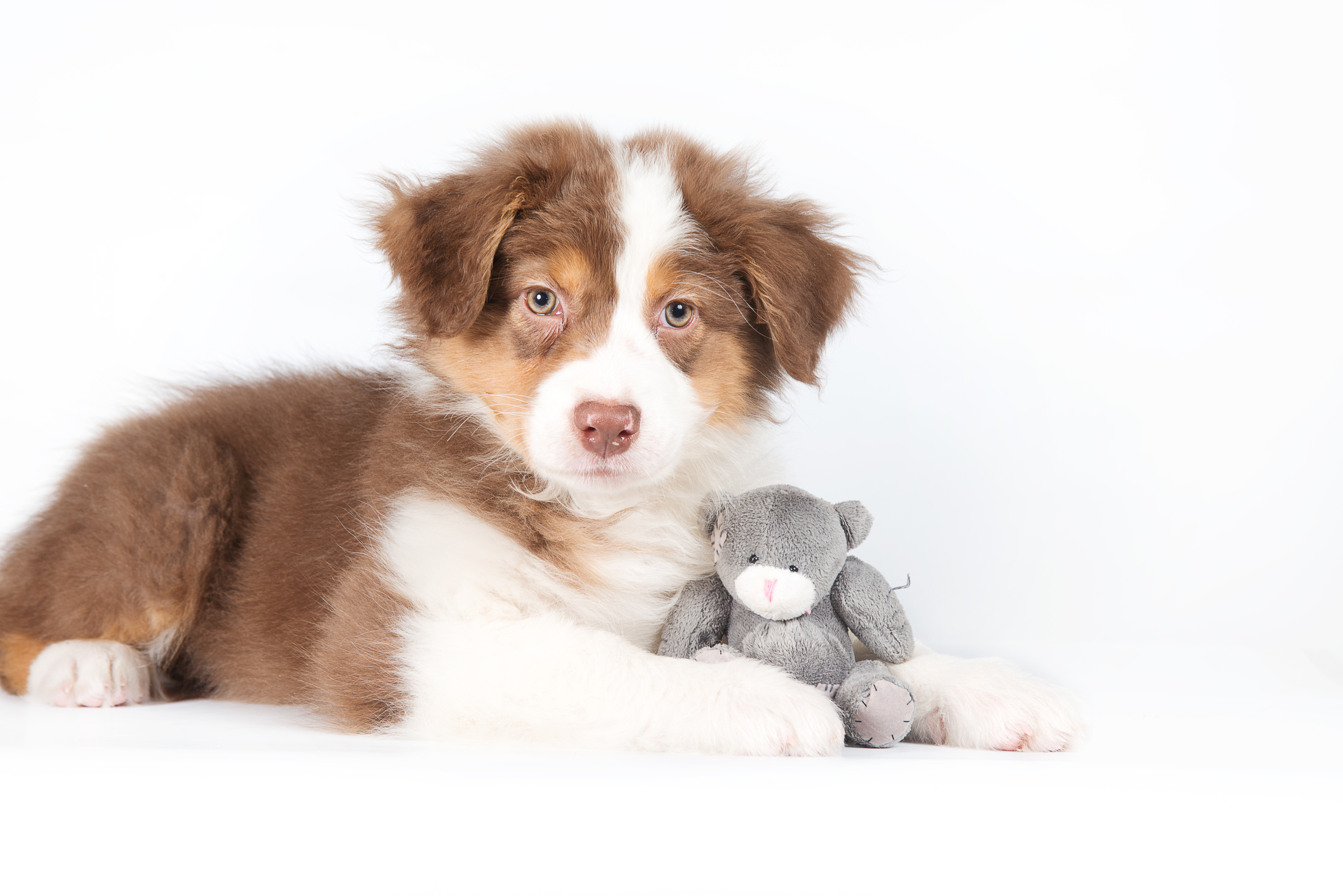 Австралийская овчарка (щенок). Фотограф-анималист Наталья Светличная