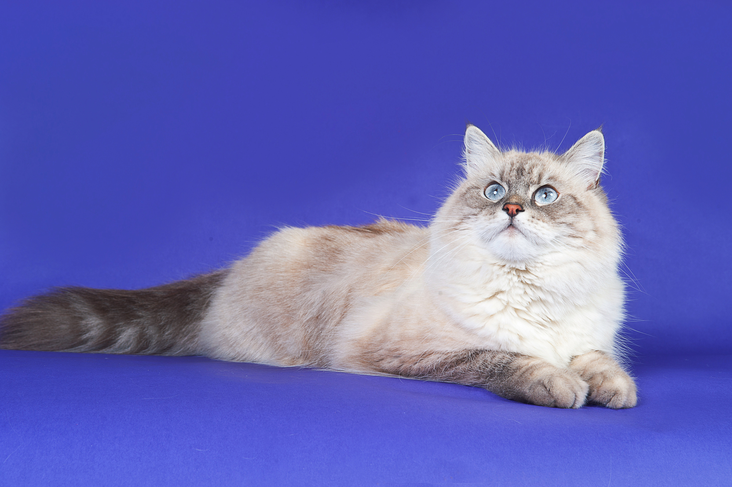 Невская маскарадная. Фотограф-анималист Наталья Светличная